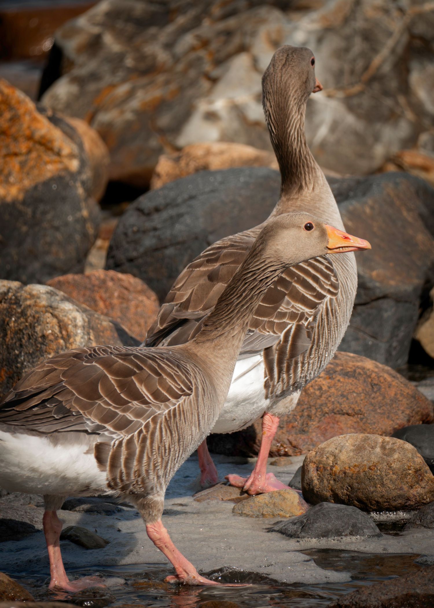 Two gray geese with orange beaks and pink feet stand on wet rocks near a rocky shoreline.