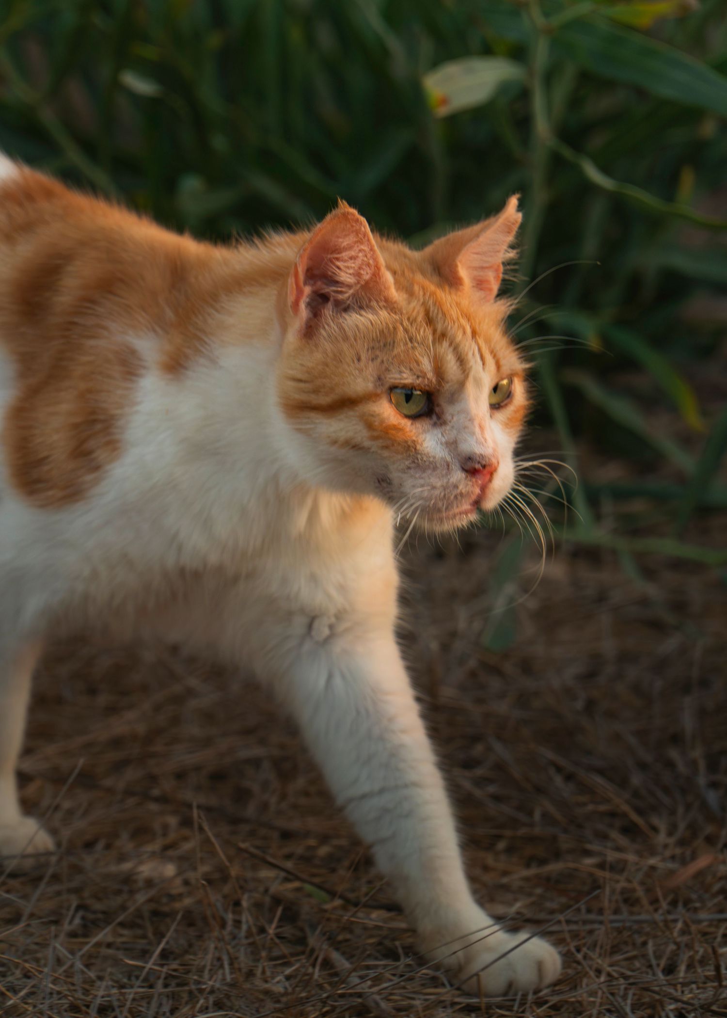 An orange and white tabby cat walking outdoors in golden hour light with green foliage in the background.