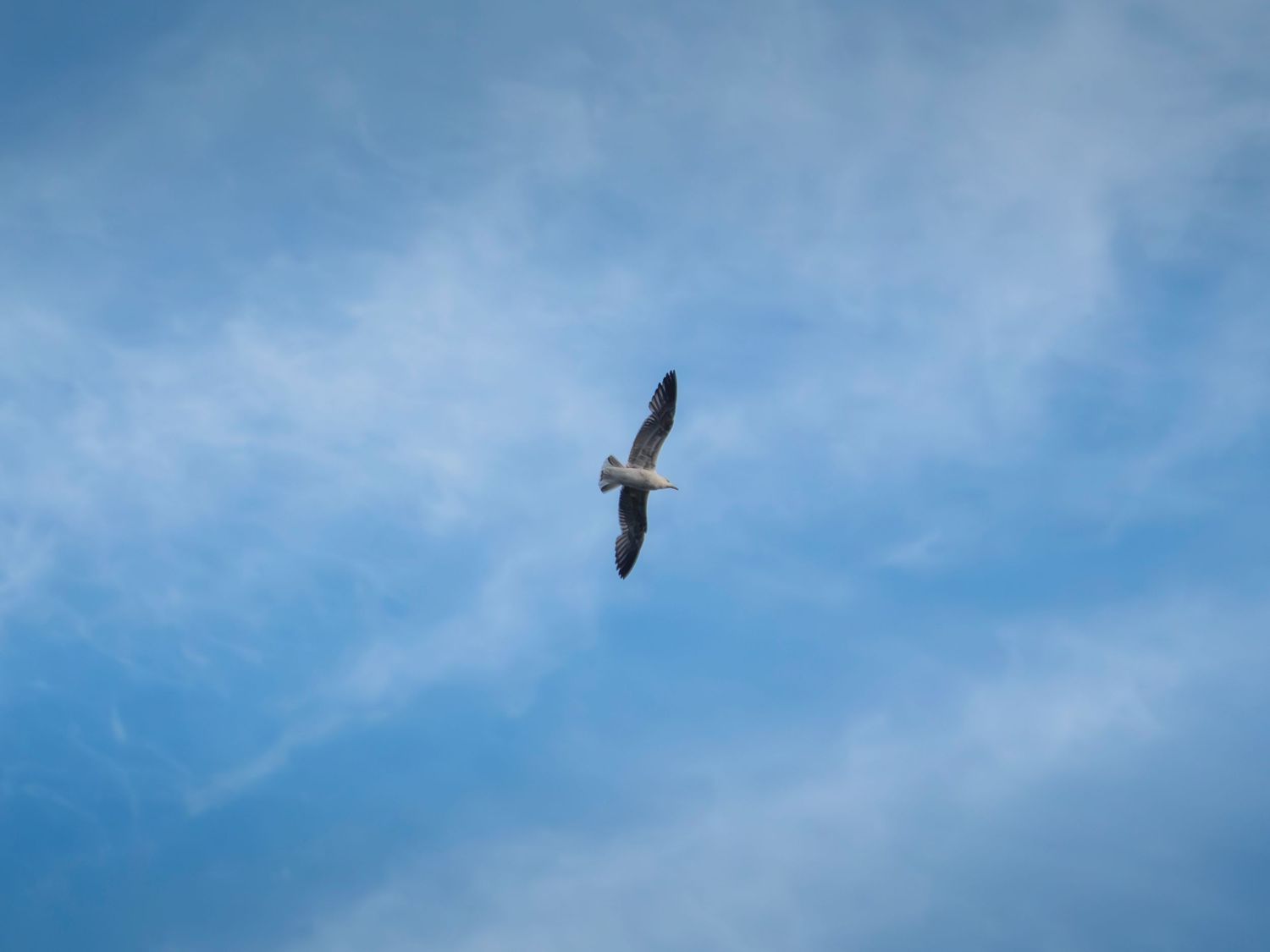 A seagull soaring gracefully through a blue cloudy sky, wings spread wide in mid-flight.