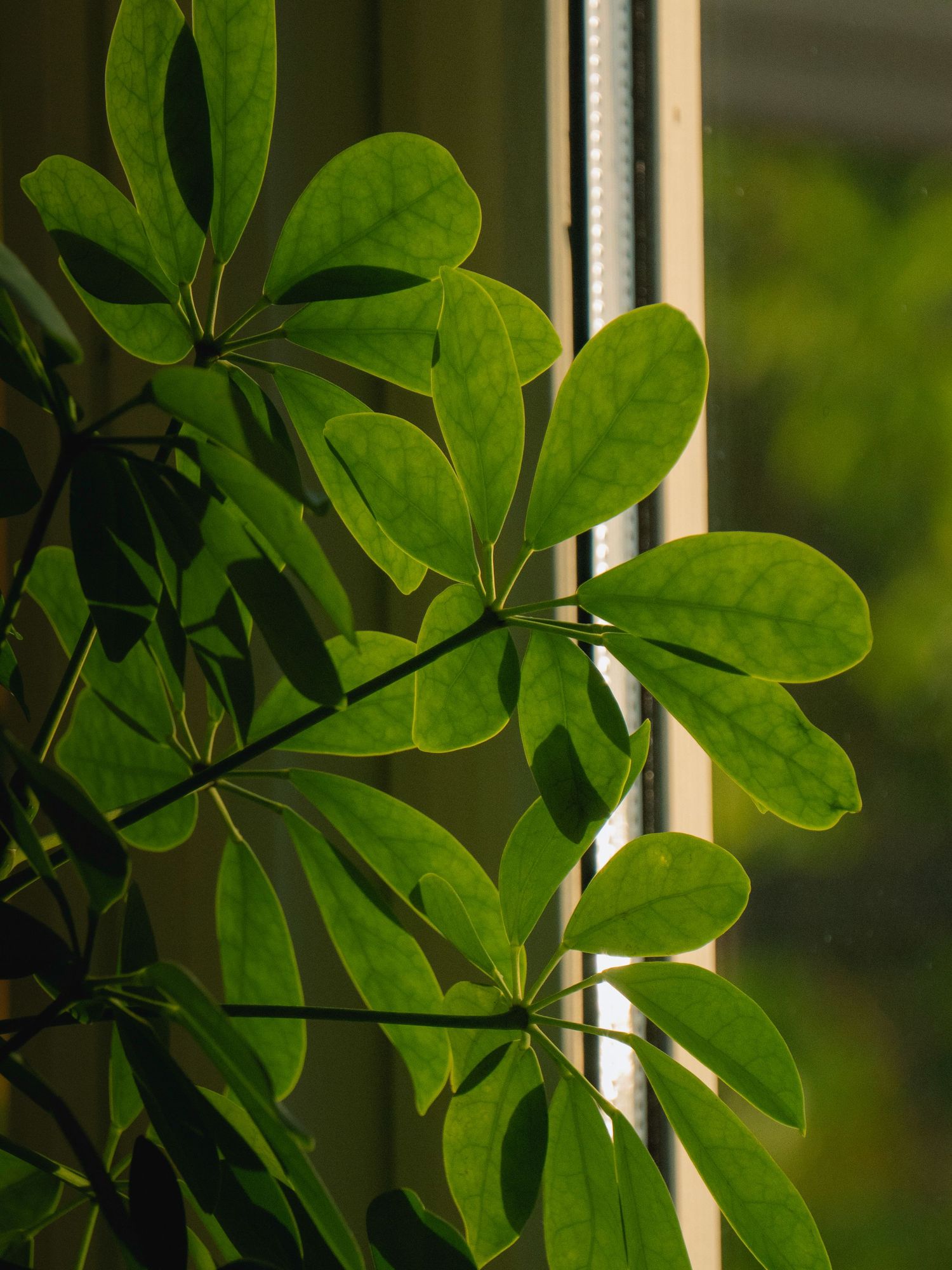Close-up of vibrant green Schefflera plant leaves backlit by natural sunlight near a window.