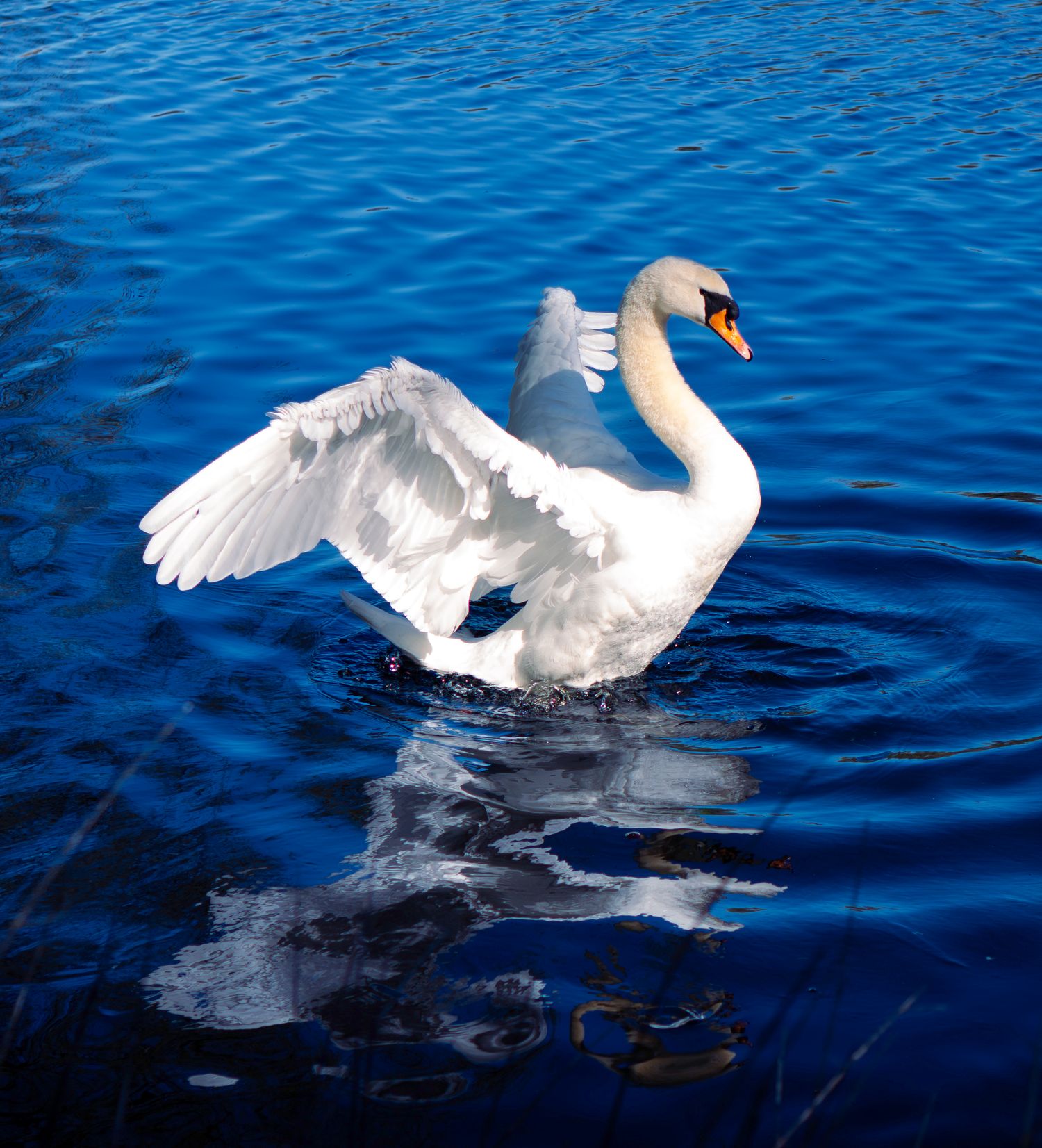 White swan spreading wings on vibrant blue water with reflection.