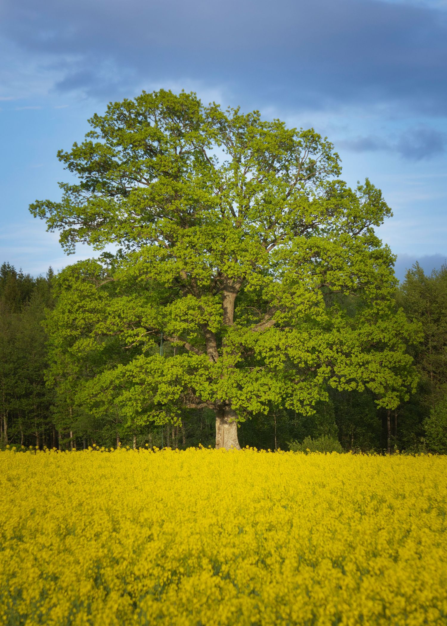 A large oak tree stands in a vibrant yellow rapeseed field under a dramatic cloudy sky.