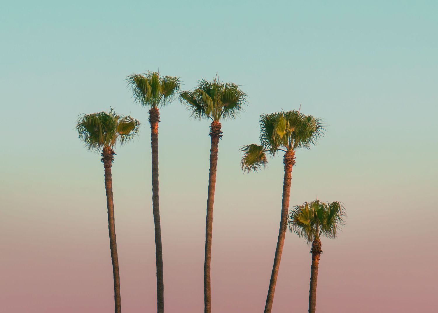 Five tall palm trees against a pastel gradient sky transitioning from teal to pink at sunset.