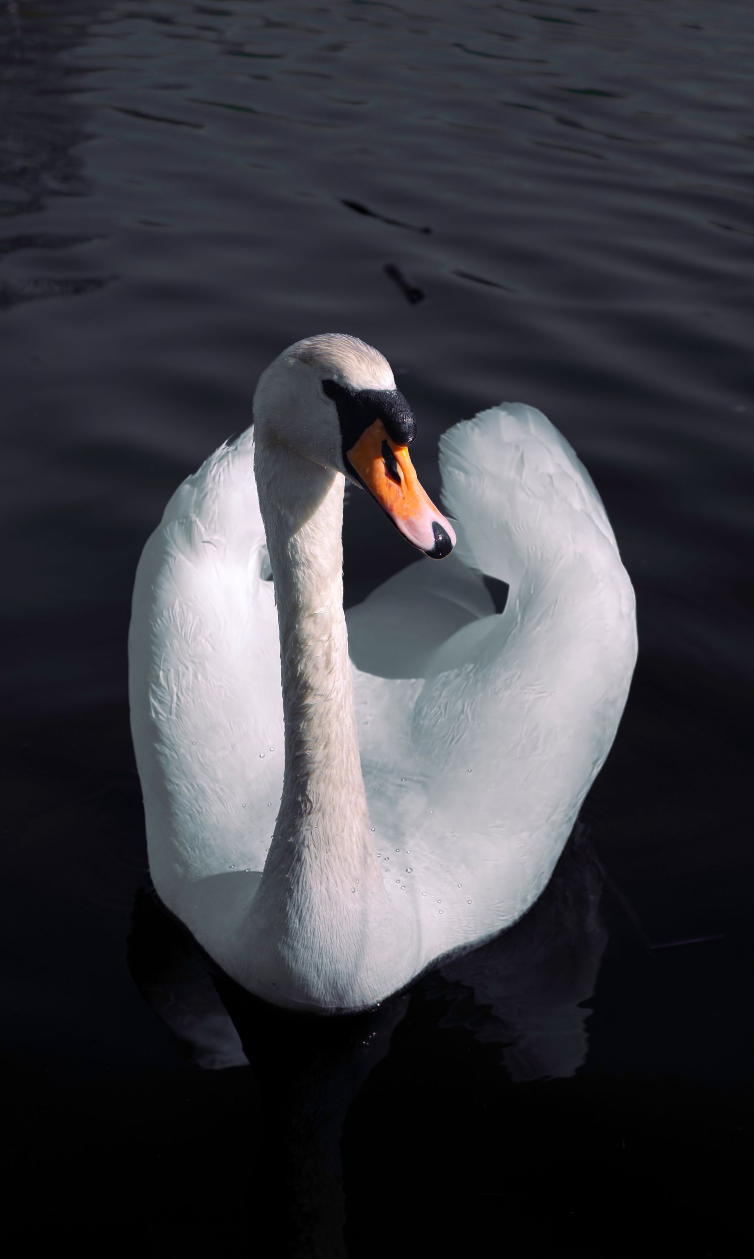 A graceful white mute swan with an orange beak glides serenely on dark calm water, its feathers luminously bright.