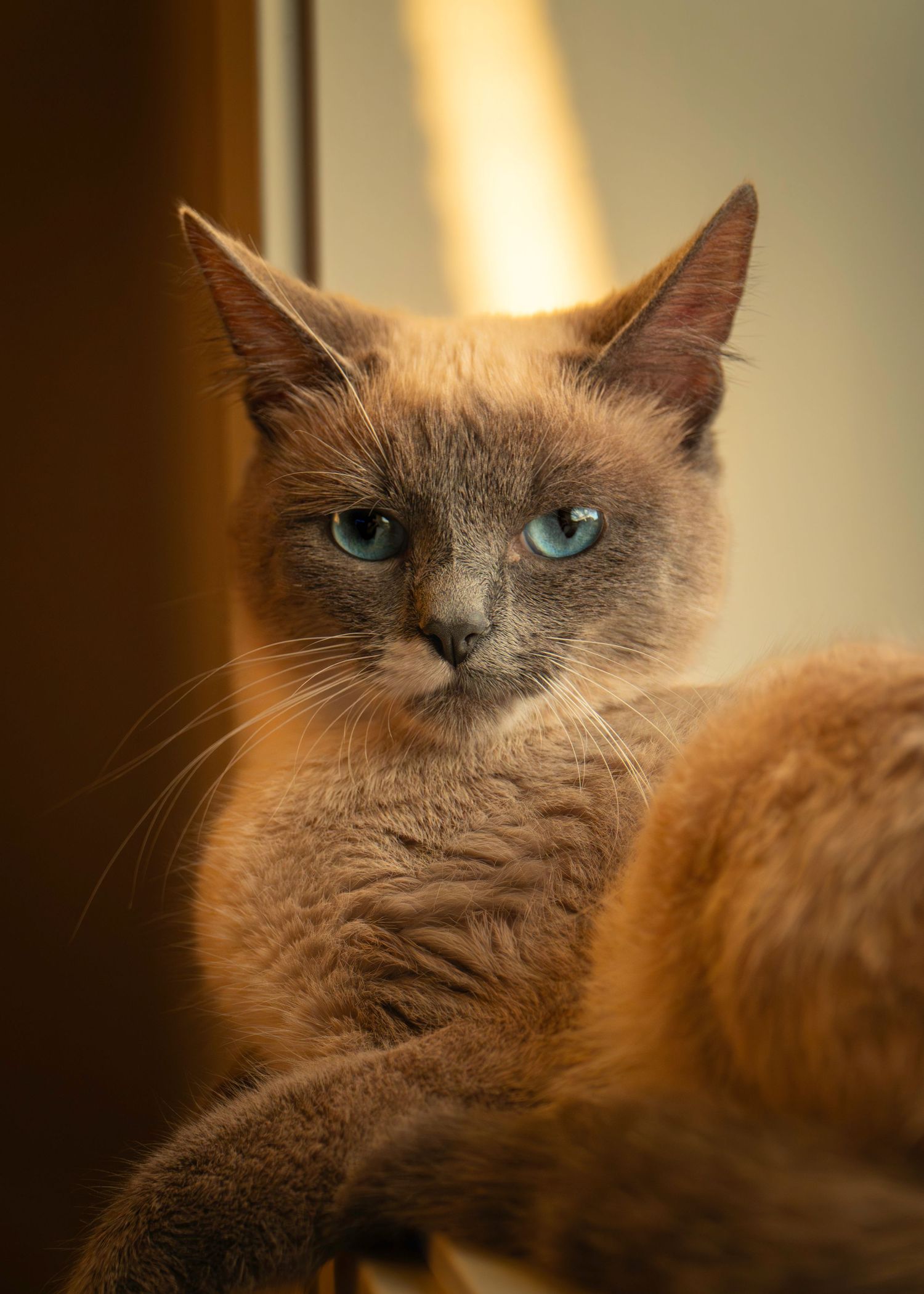 A regal brown Burmese cat with striking blue eyes gazes directly at the camera in warm golden light.