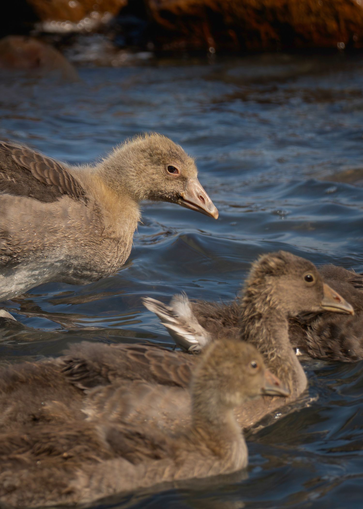 Three young goslings swimming together in blue water, displaying fluffy brown juvenile plumage.