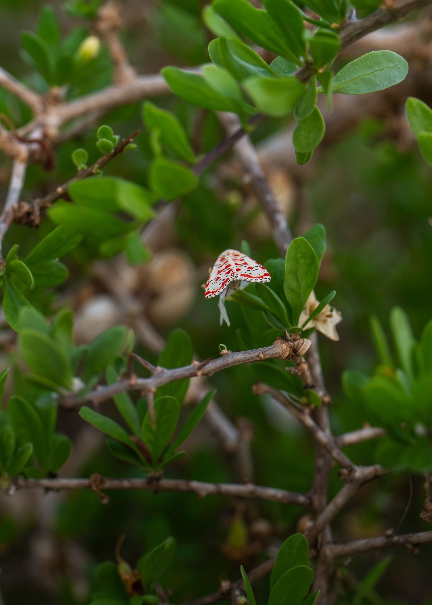 A tiny red and white spotted mushroom grows among green leafy branches in a natural outdoor setting.