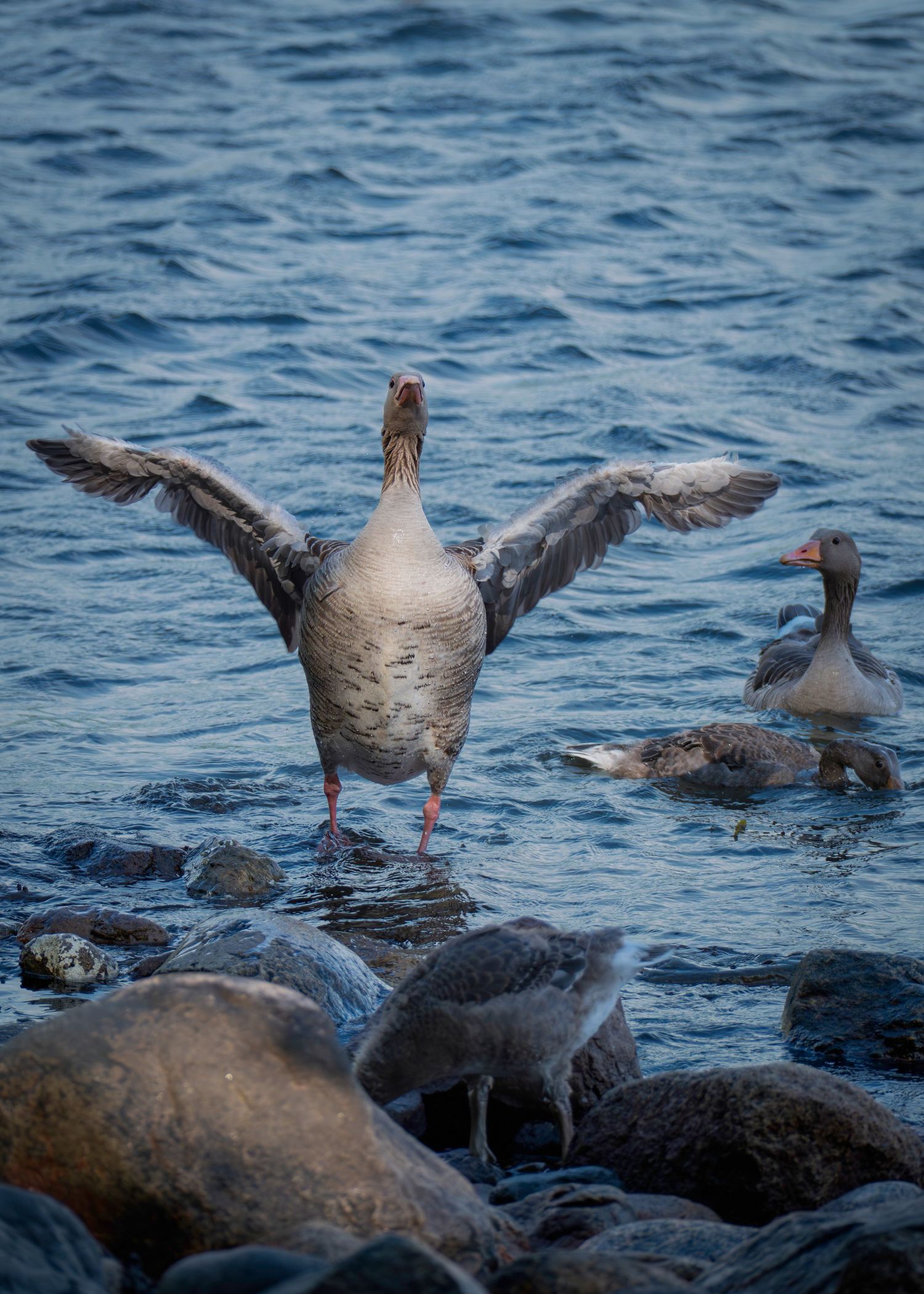 A greylag goose spreads its wings wide while standing on rocks at the water's edge, with other geese nearby.