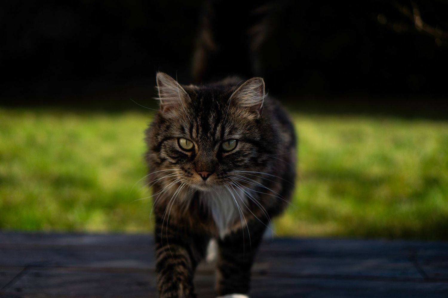 Fluffy dark tabby cat with intense eyes walking toward camera on a wooden surface outdoors.