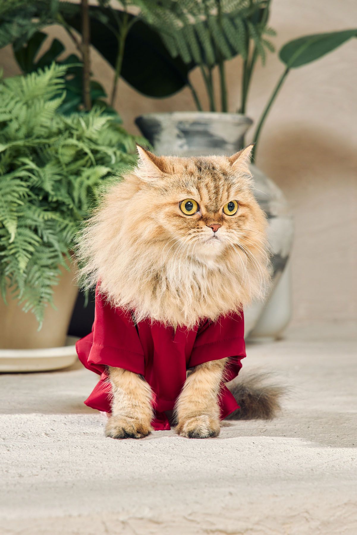 Long-haired Persian cat dressed in a red outfit standing on a concrete floor surrounded by lush green potted plants.