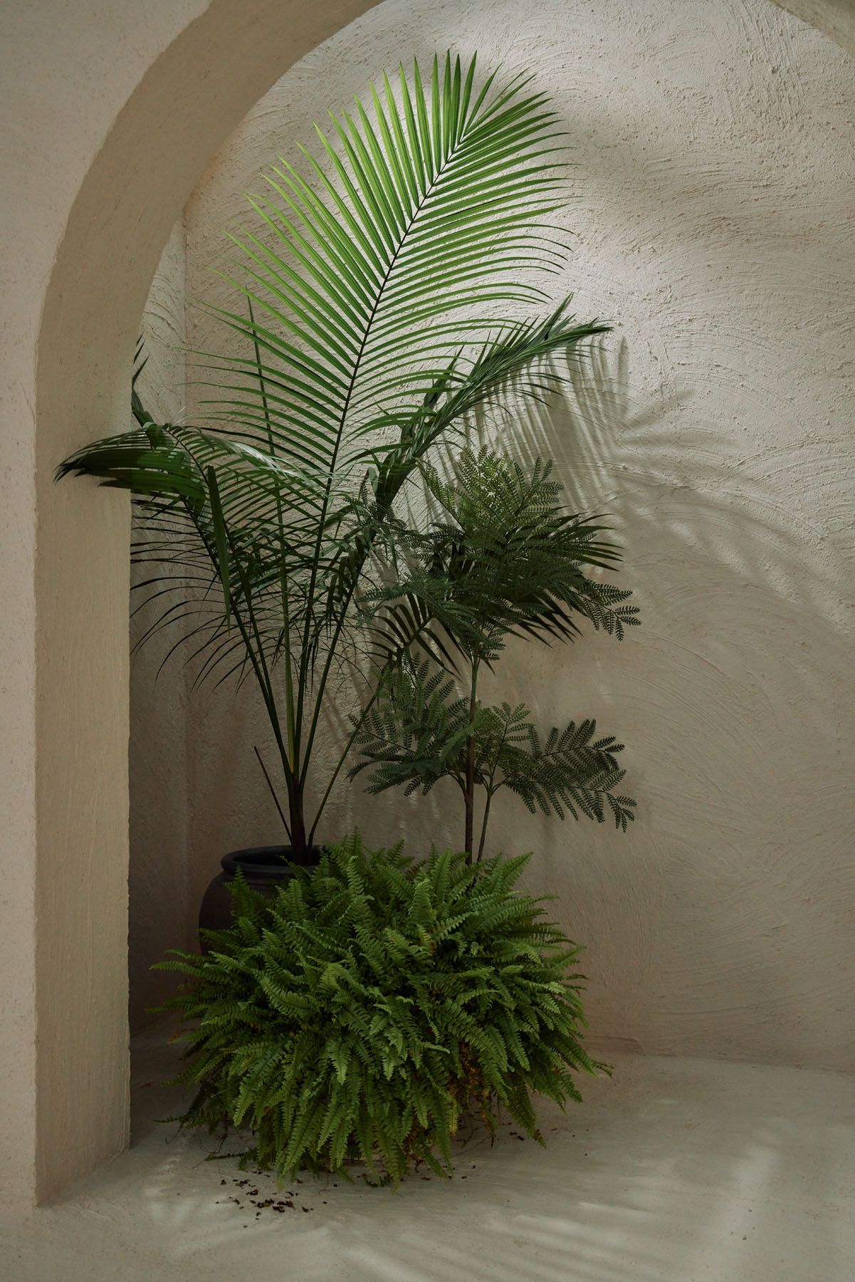 Tropical palm and fern plants in black pot displayed in a white plaster arched alcove.