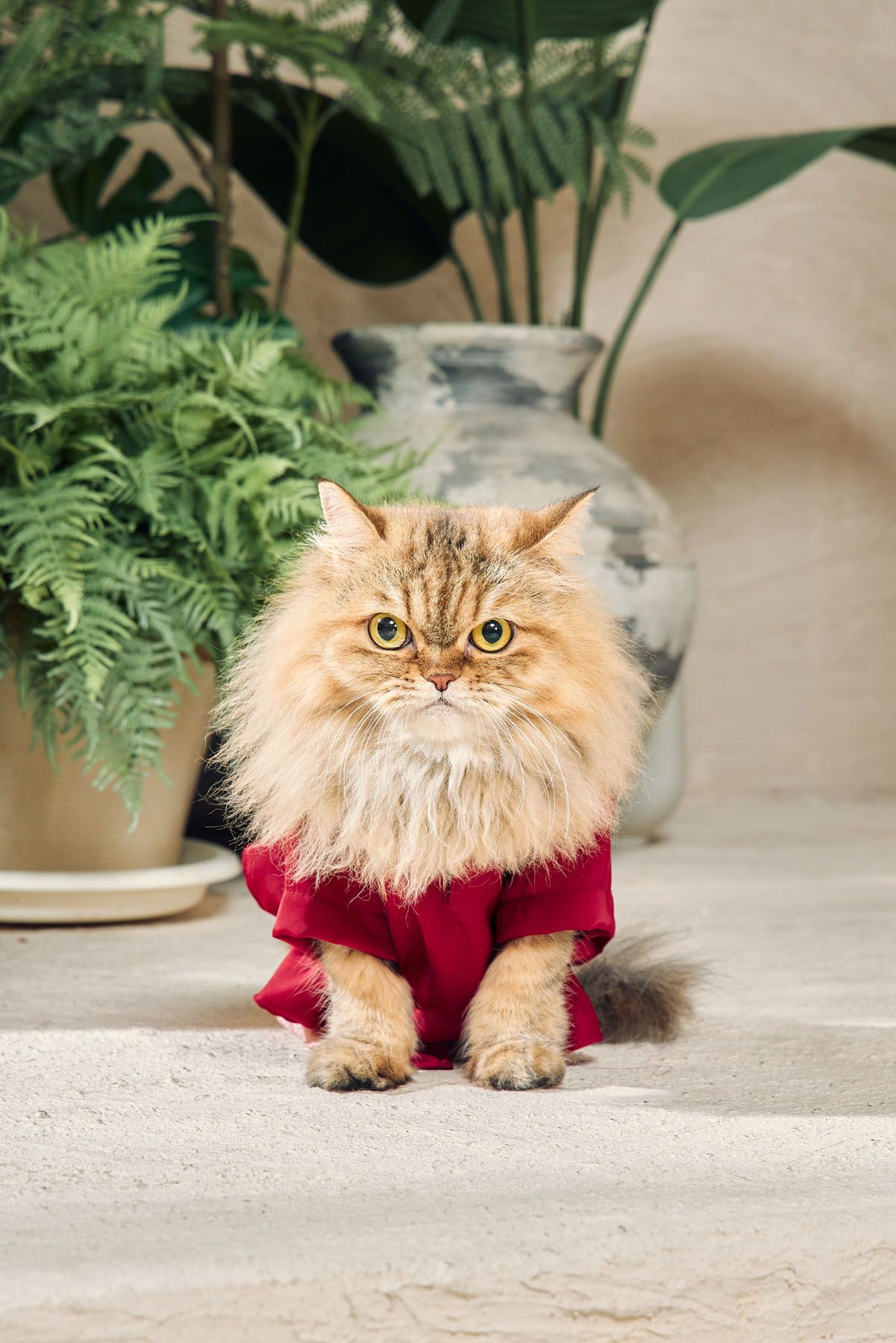 Fluffy Persian cat wearing a red outfit sitting in front of green indoor plants in decorative pots.