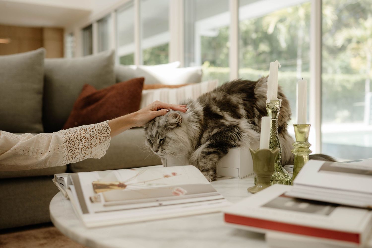 Woman petting a fluffy grey cat sitting on a white coffee table in a sunlit living room.
