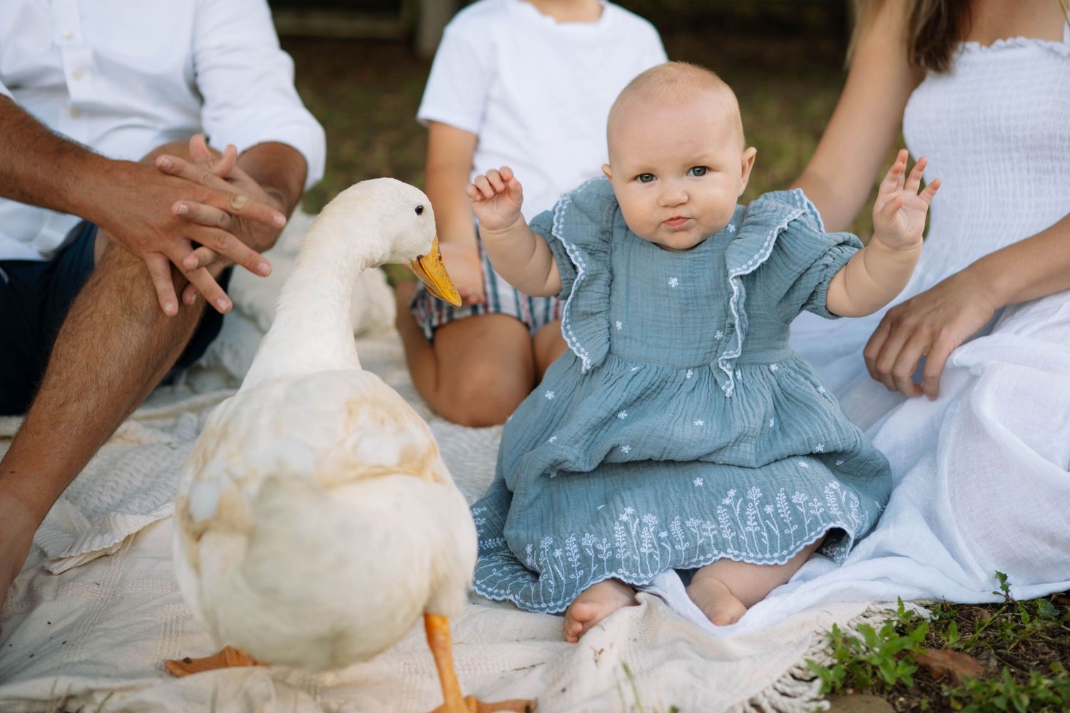 Curious baby girl in blue dress sitting on blanket reaching toward a white duck during family farm photoshoot.