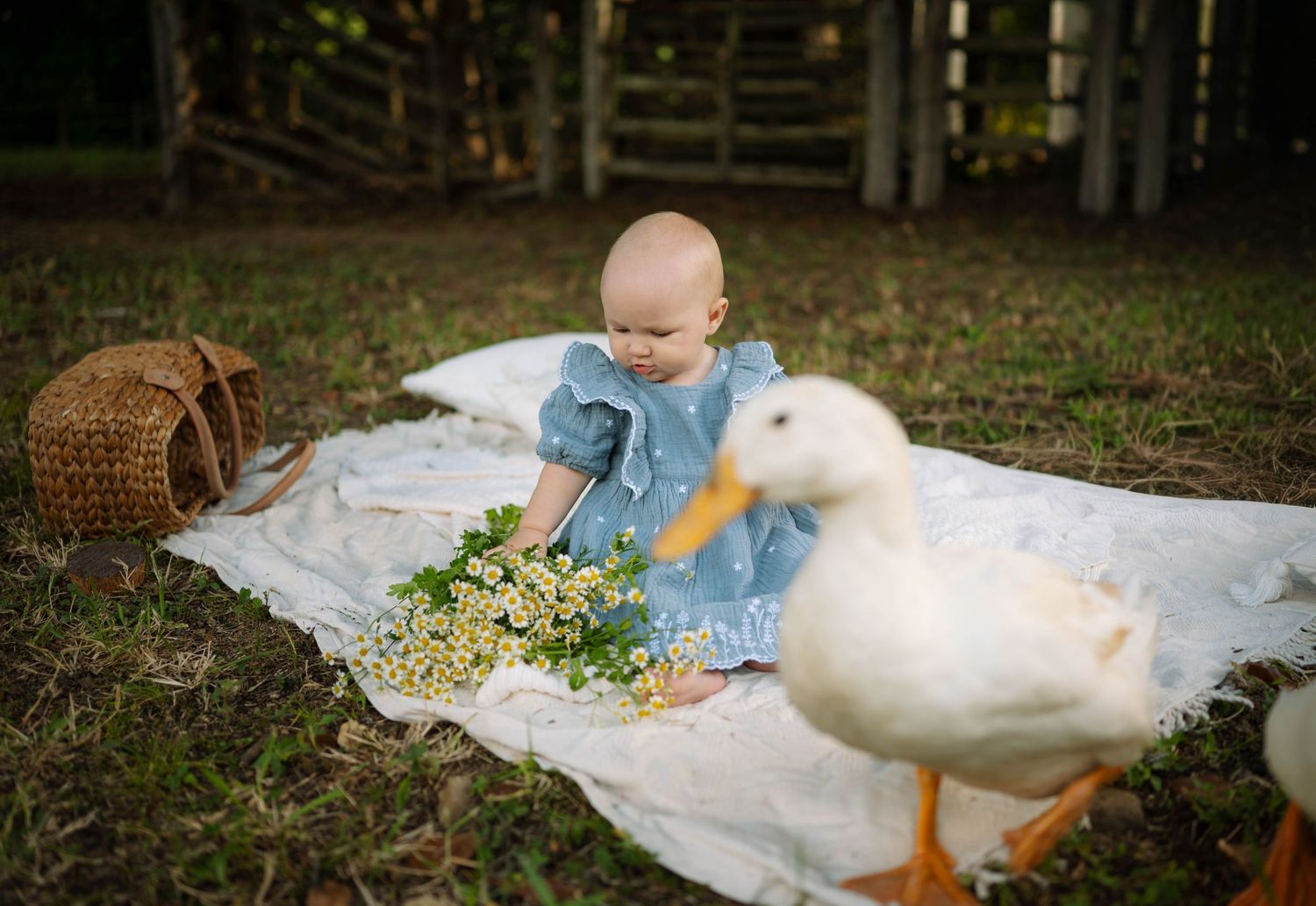 Baby girl in blue dress on white blanket reaching toward white daisy flowers with a duck nearby on a farm.