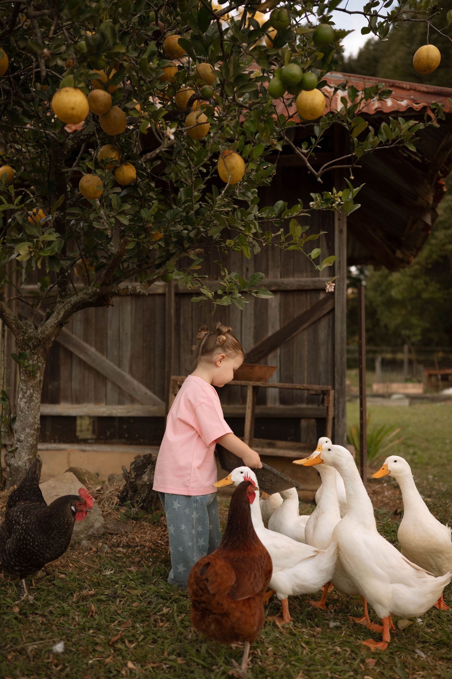 Young girl feeding white ducks and chickens on a farm under a citrus tree.