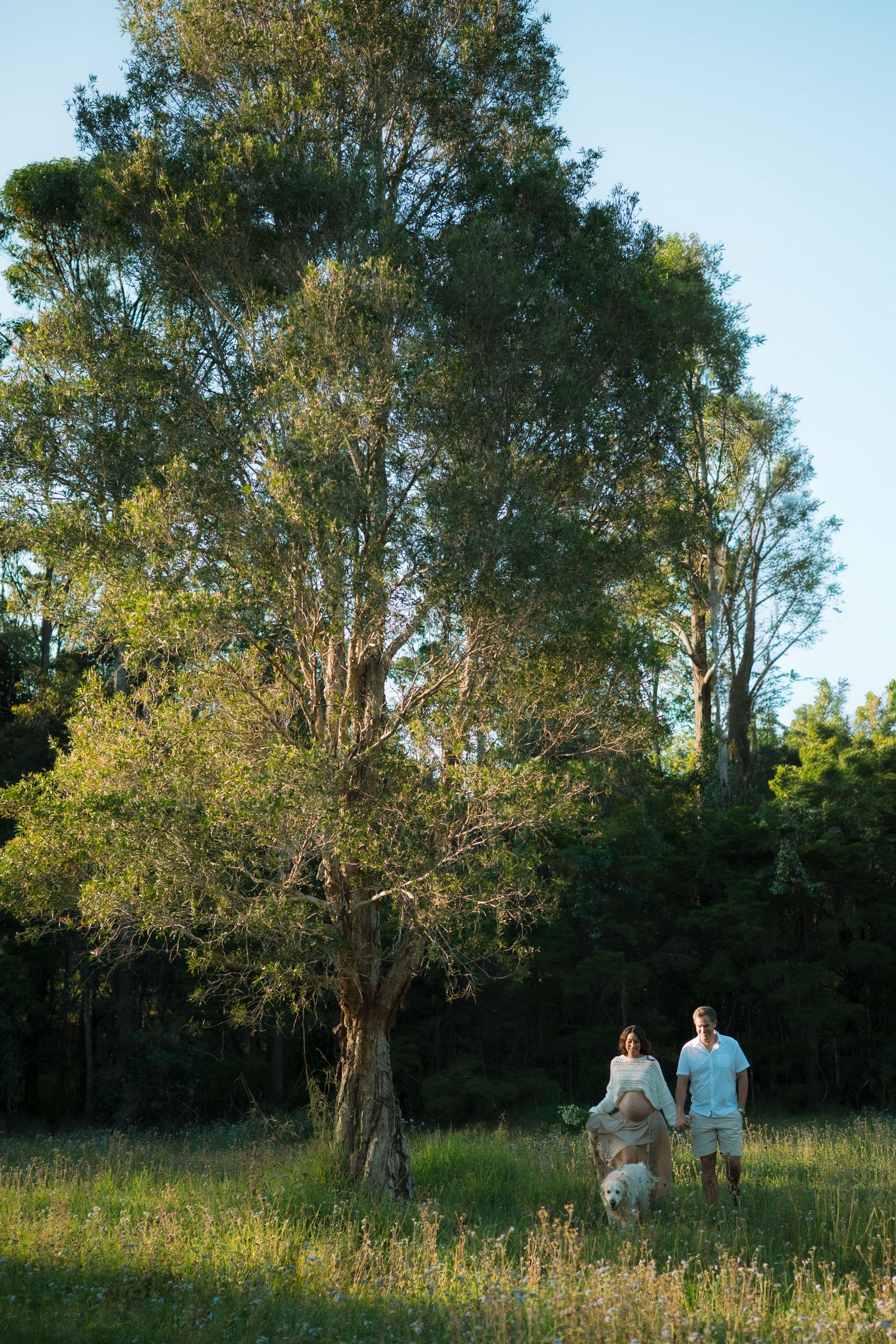 Expecting couple walking hand in hand with their golden retriever near a large tree in a green meadow.