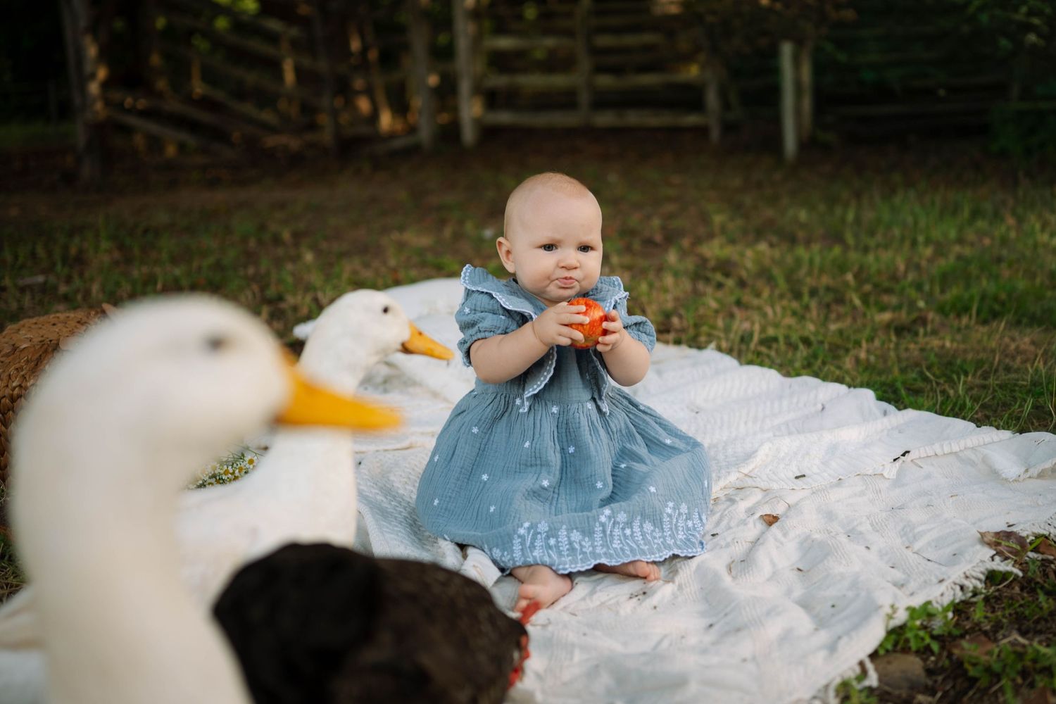 Adorable baby in blue dress sitting on white blanket holding fruit while white ducks gather around her outdoors.