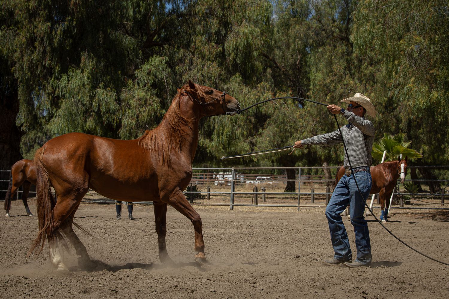 A cowboy in a white hat trains a chestnut horse on a lead rope in a sandy corral surrounded by trees.