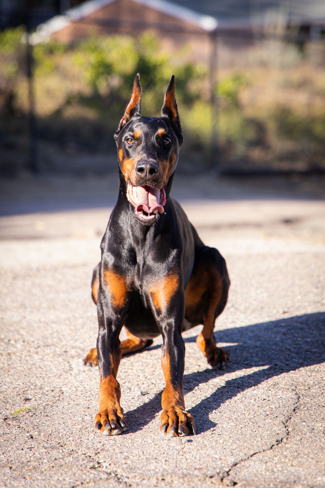 Black and tan Doberman Pinscher sitting on pavement outdoors with mouth open on a sunny day.
