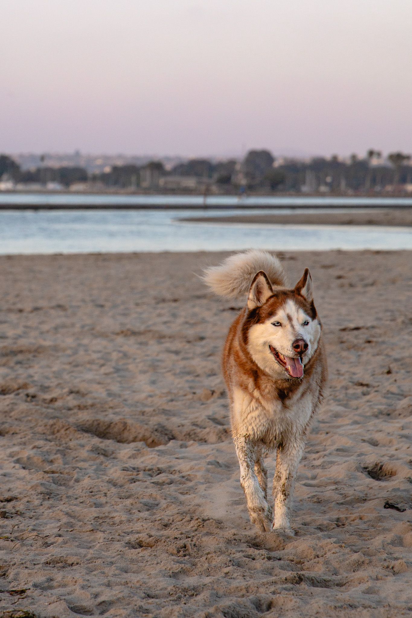 San Diego pet photography of a Siberian Husky running on Ocean Beach dog beach at sunset with ocean water in the background.
