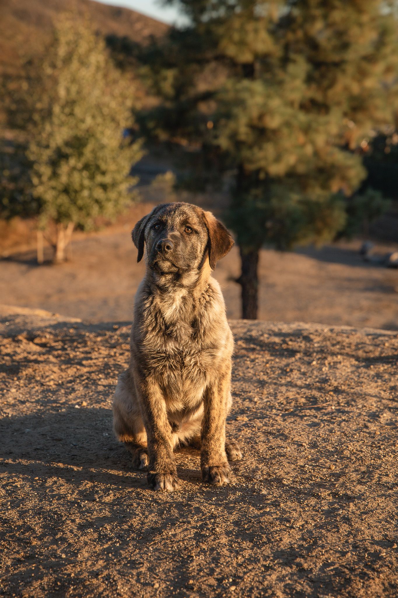 A large fluffy brindle dog sits on rocky ground at golden hour surrounded by pine trees.