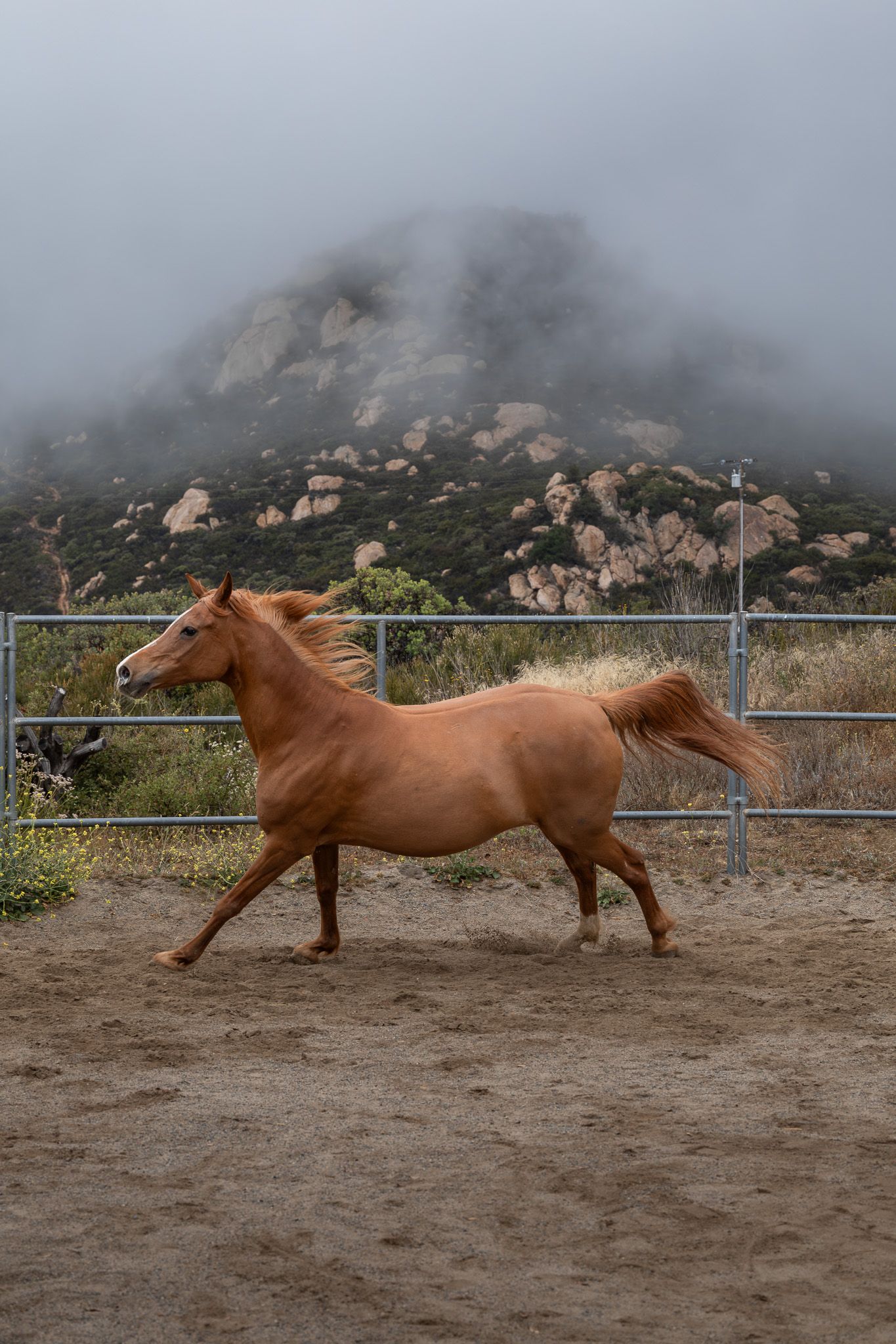 A chestnut horse trots freely in a sandy paddock with misty rocky hills and a metal gate in the background.