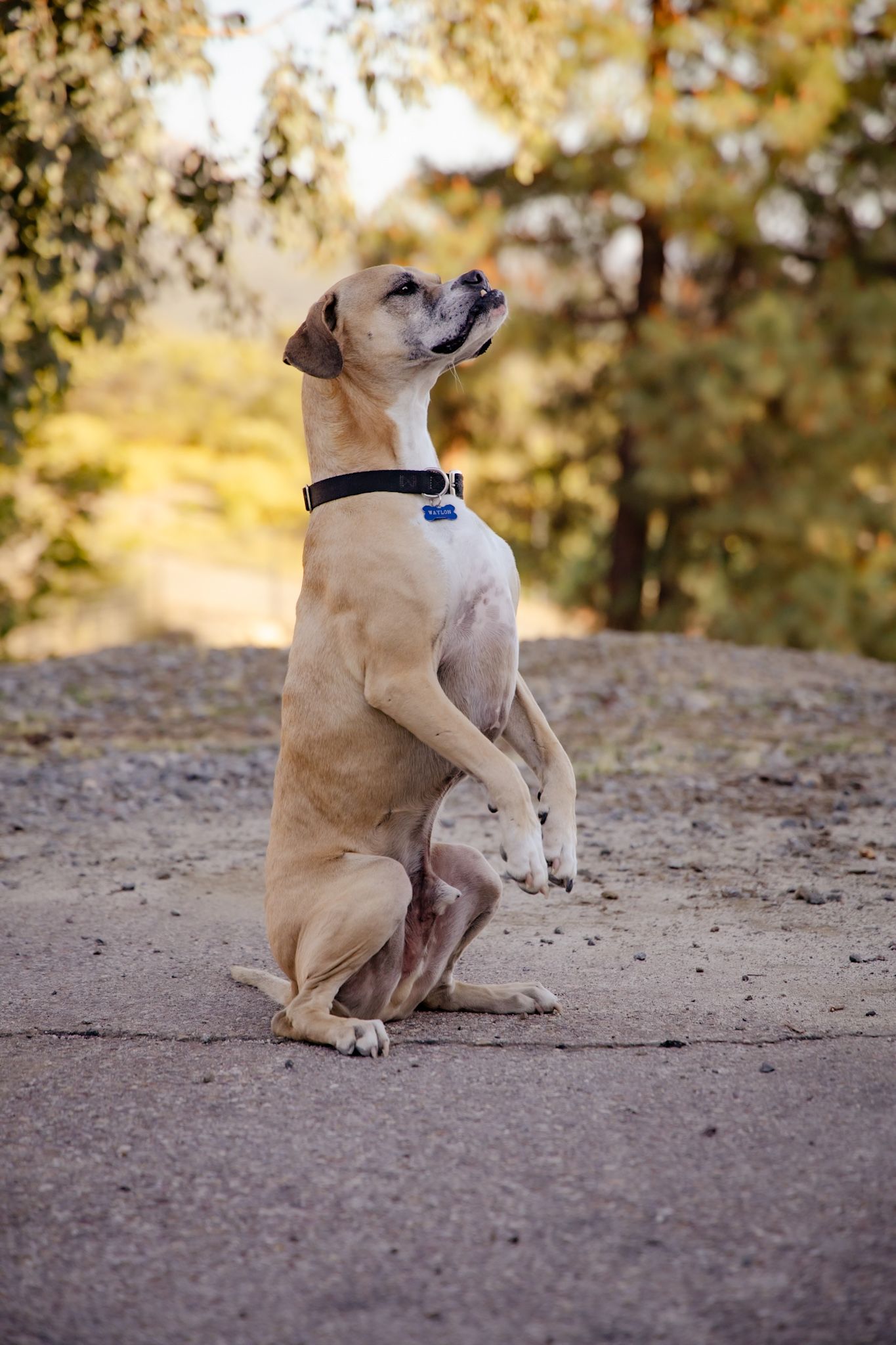 Tan dog with black collar sitting up on hind legs on a dirt path surrounded by autumn trees.