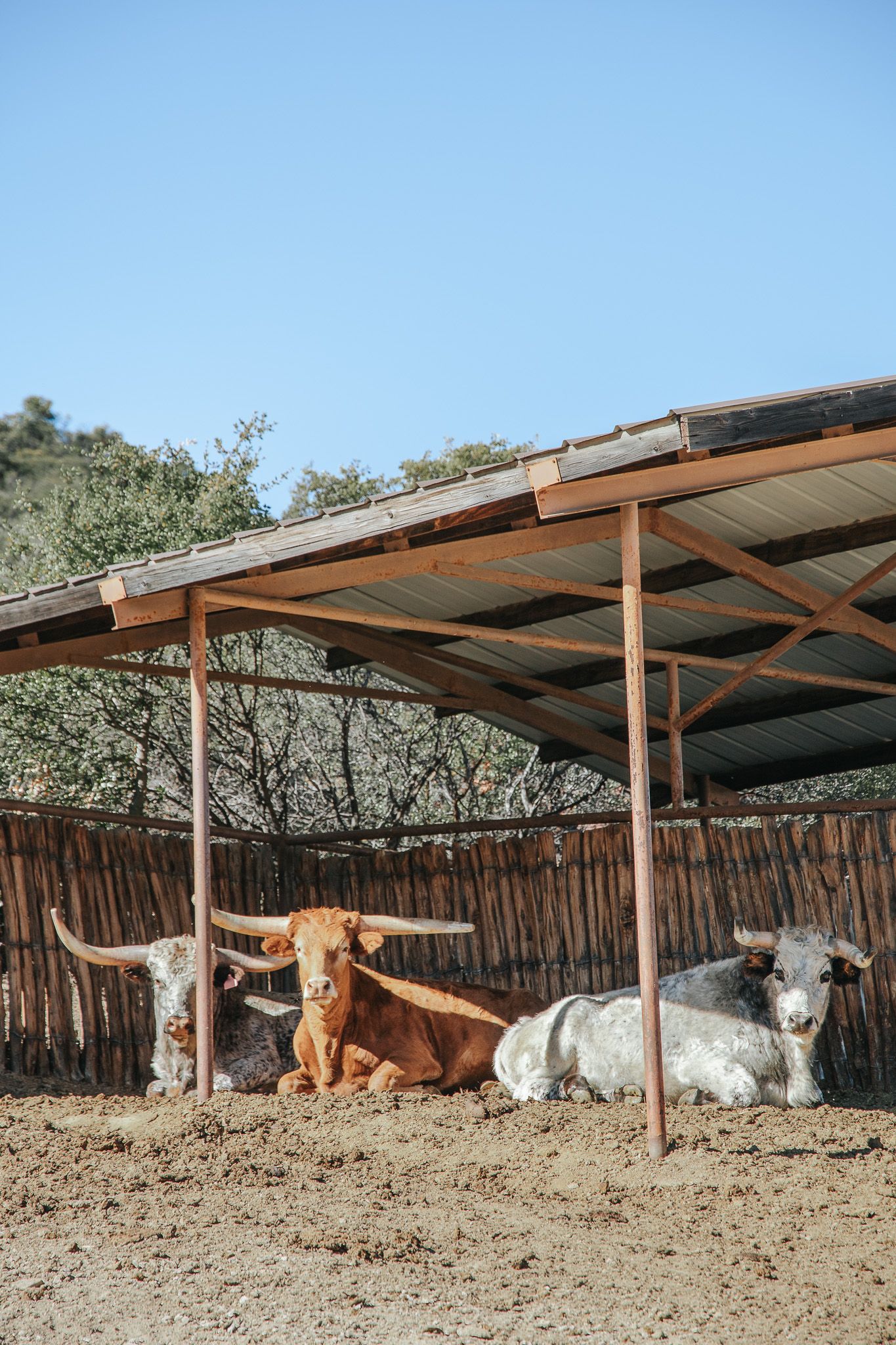 Longhorn cattle resting under a metal shelter in a rustic farm enclosure.
