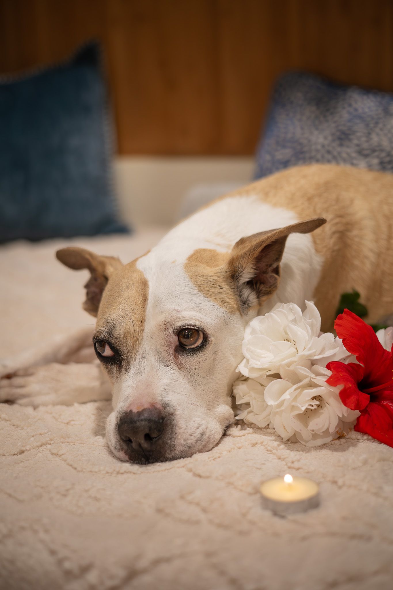 A sad-looking tan and white dog lies on a cream blanket beside white and red flowers and a small lit candle.