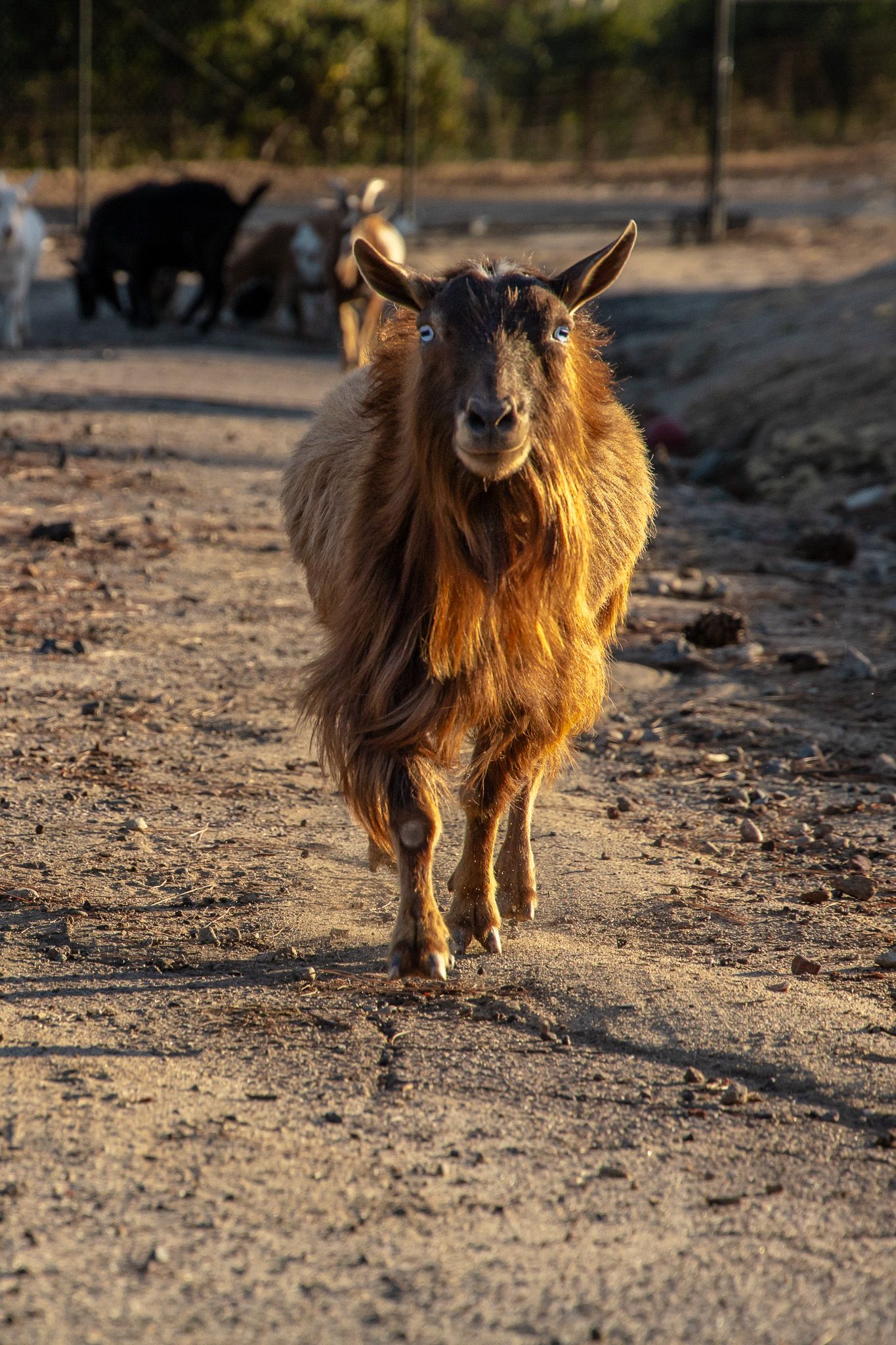 A brown long-haired goat walks toward the camera on a dirt path at golden hour, with other goats visible in the background.