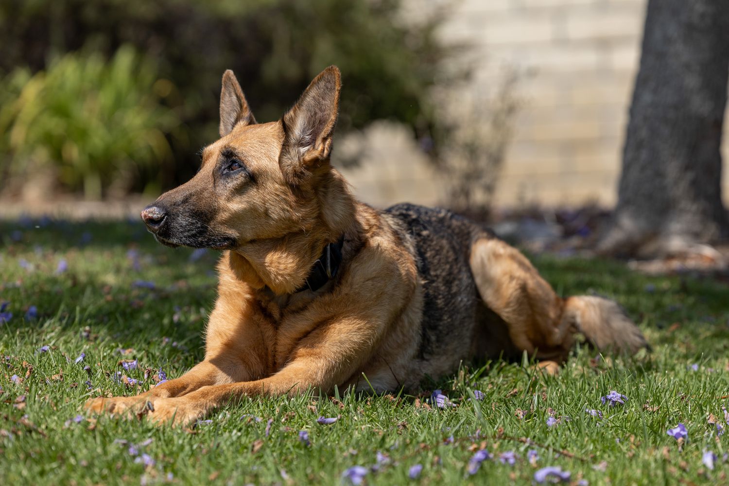 A German Shepherd dog lying on green grass with small purple flowers, alert ears raised, wearing a collar outdoors.