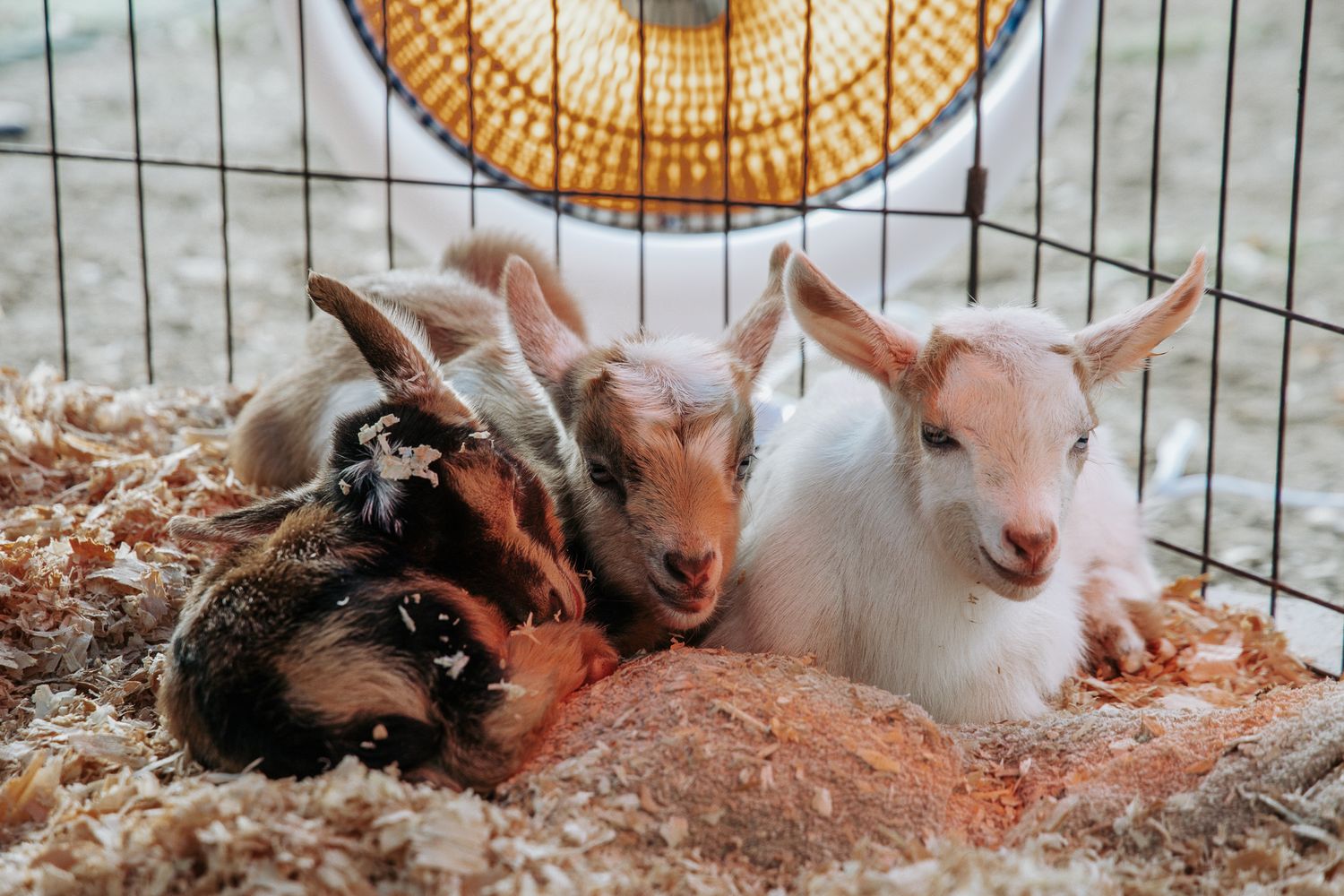 Three newborn baby goats huddled together on hay bedding under a heat lamp.