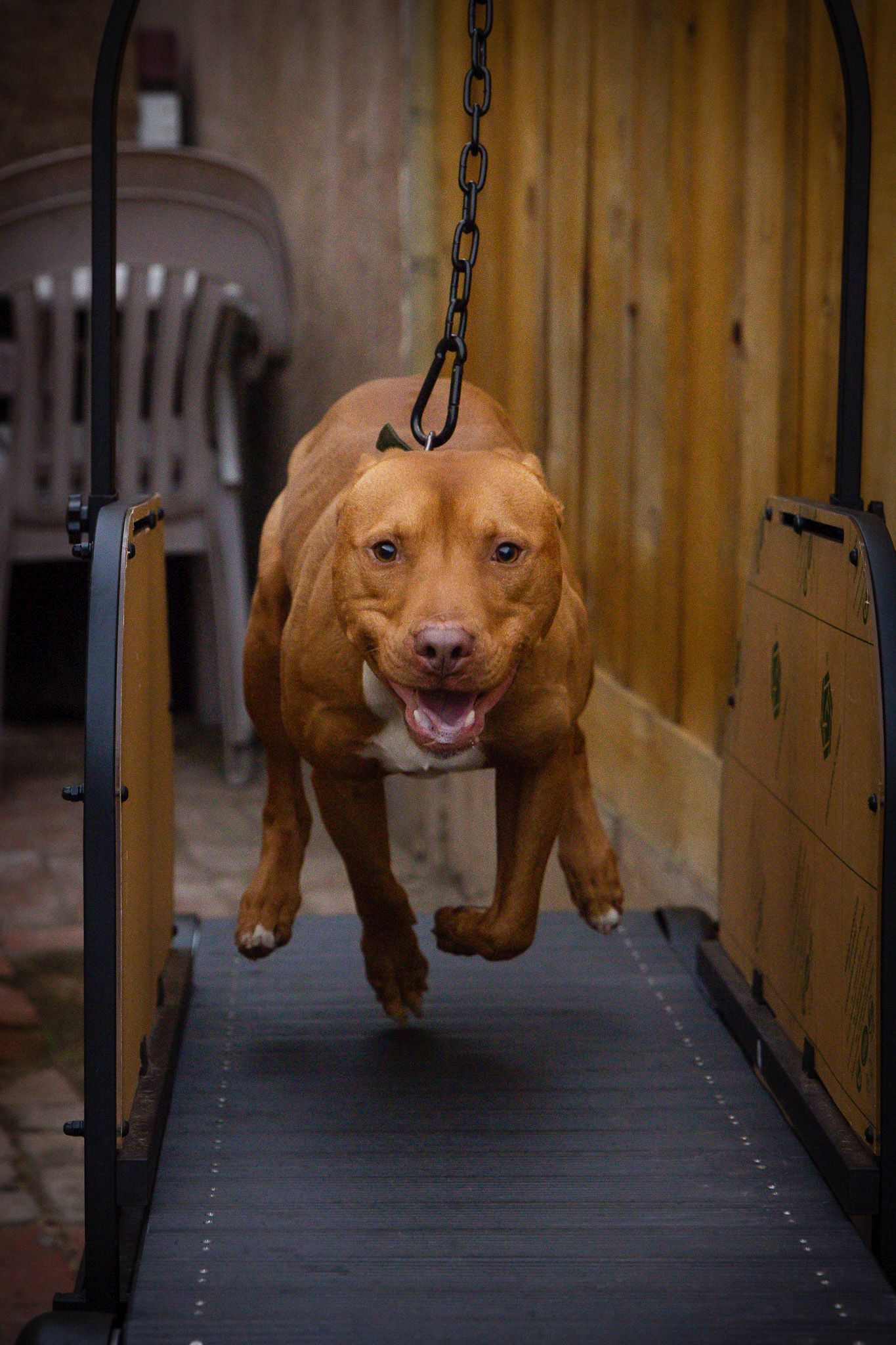 A brown Pit Bull dog runs on a treadmill with a chain harness in an outdoor training area.