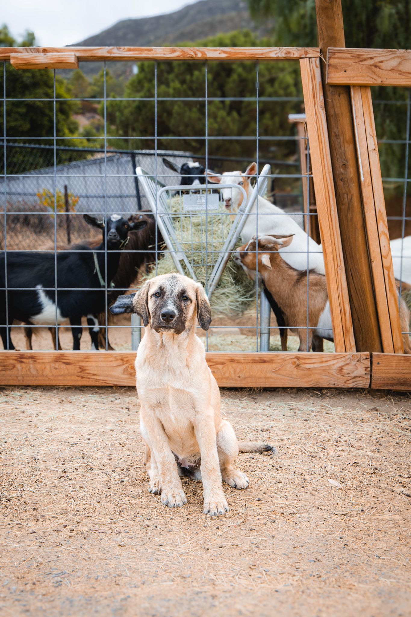 A young tan dog sits in front of a wooden fence enclosure where goats eat hay on a farm.