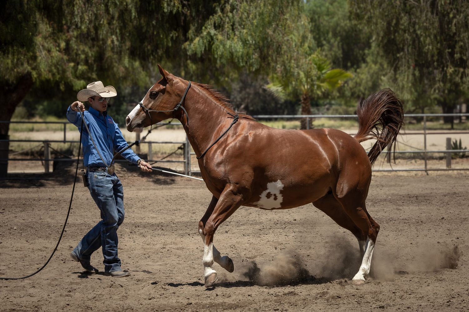 A cowboy in a hat and jeans trains a chestnut horse on a lunge line in a dusty outdoor arena.