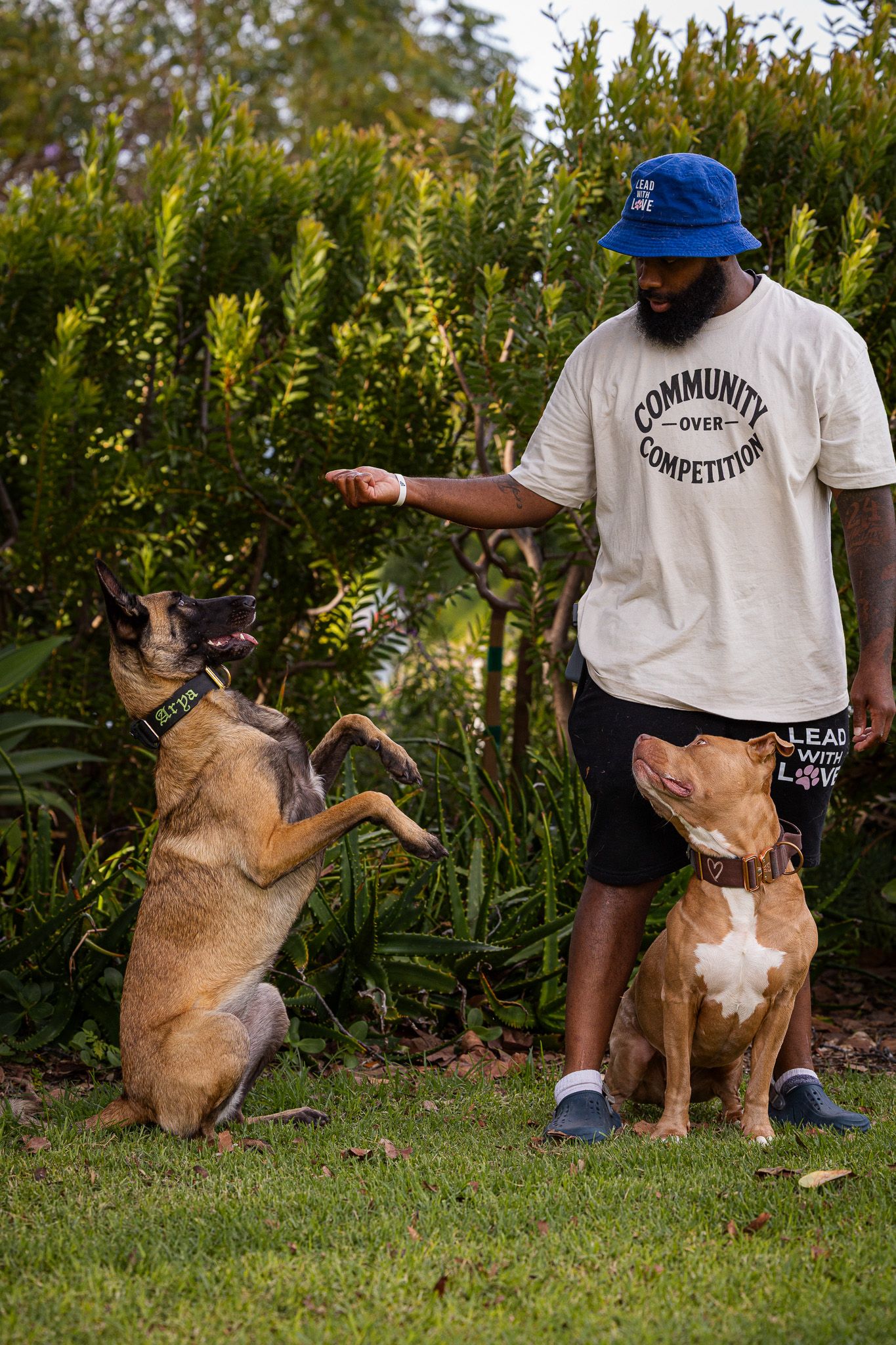 Man in blue bucket hat trains two dogs outdoors, one Belgian Malinois sitting up on hind legs, one pit bull sitting calmly.