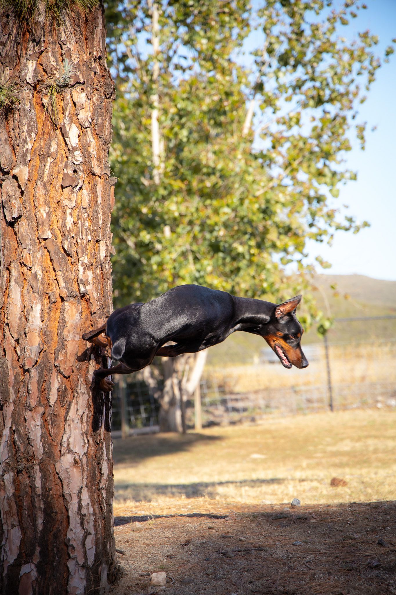 San Diego dog sports photography of a Doberman performing parkour off a large tree trunk in an outdoor training environment in Alpine, CA.