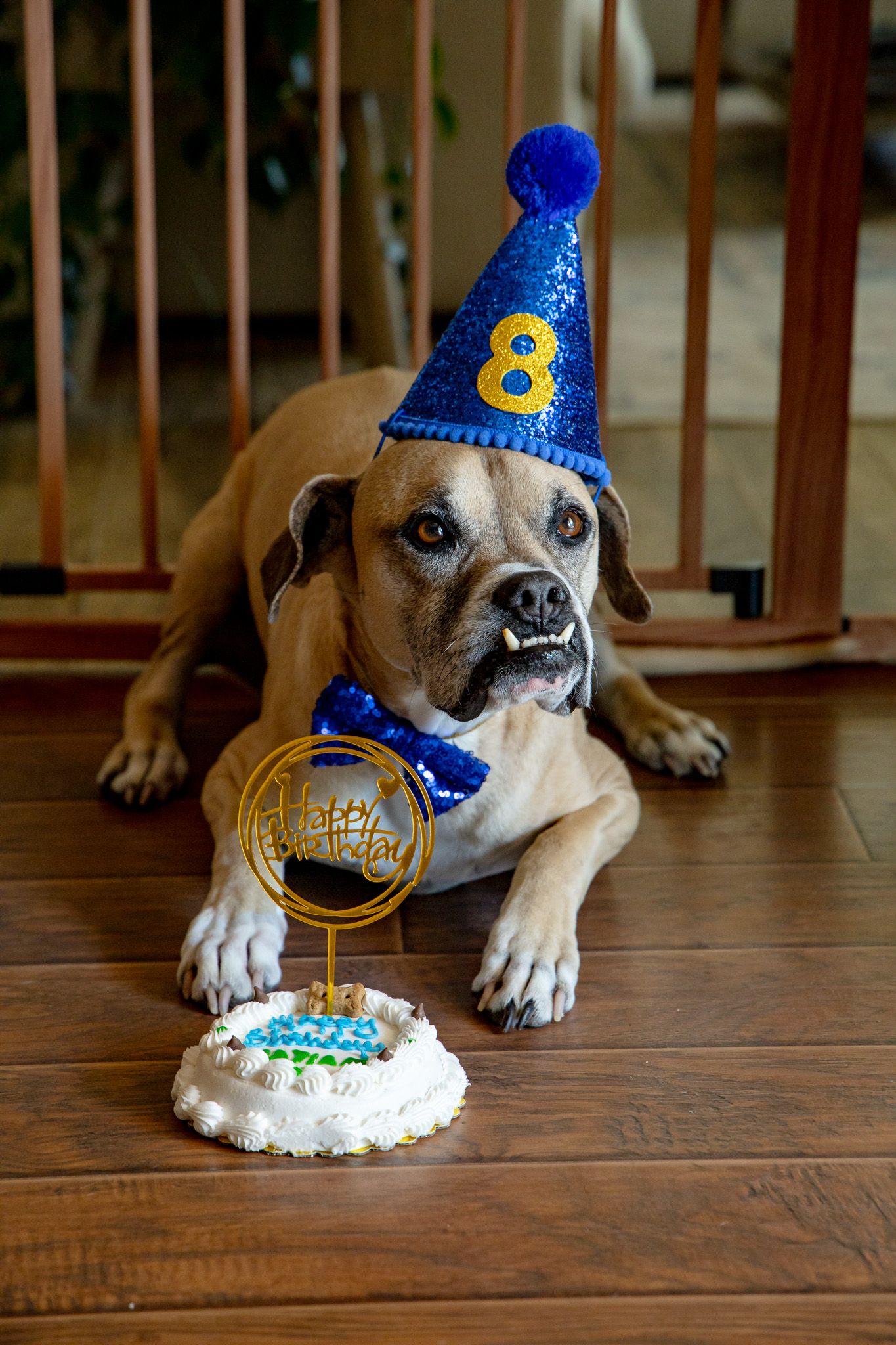 A Boxer dog wearing a blue sequin birthday hat and bow tie celebrates turning 8 with a small decorated cake.