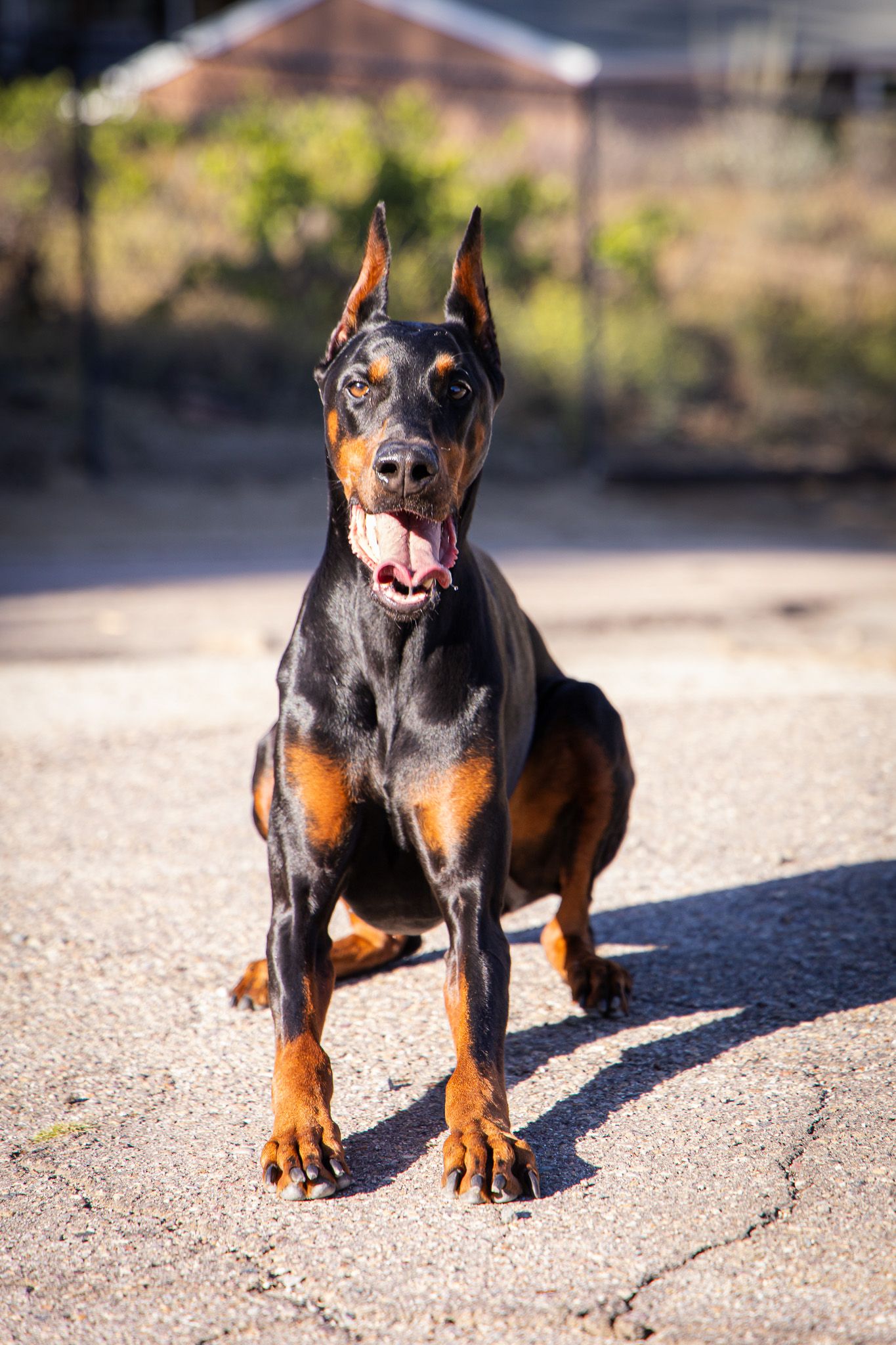 A sleek black and tan Doberman Pinscher sits alert on pavement outdoors, tongue out, with cropped ears and a shiny coat.