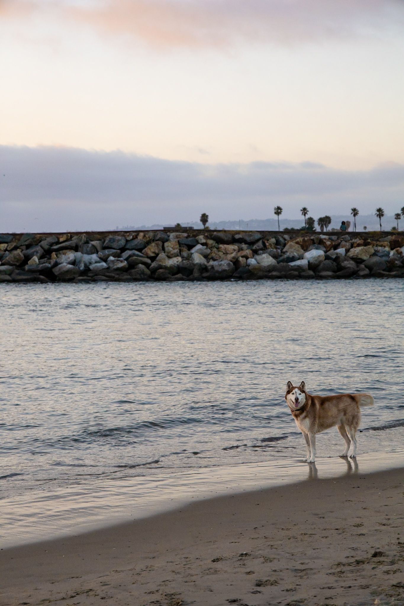 San Diego pet photography of a Siberian Husky standing on a sandy beach at sunset near a rocky jetty with palm trees in the background.