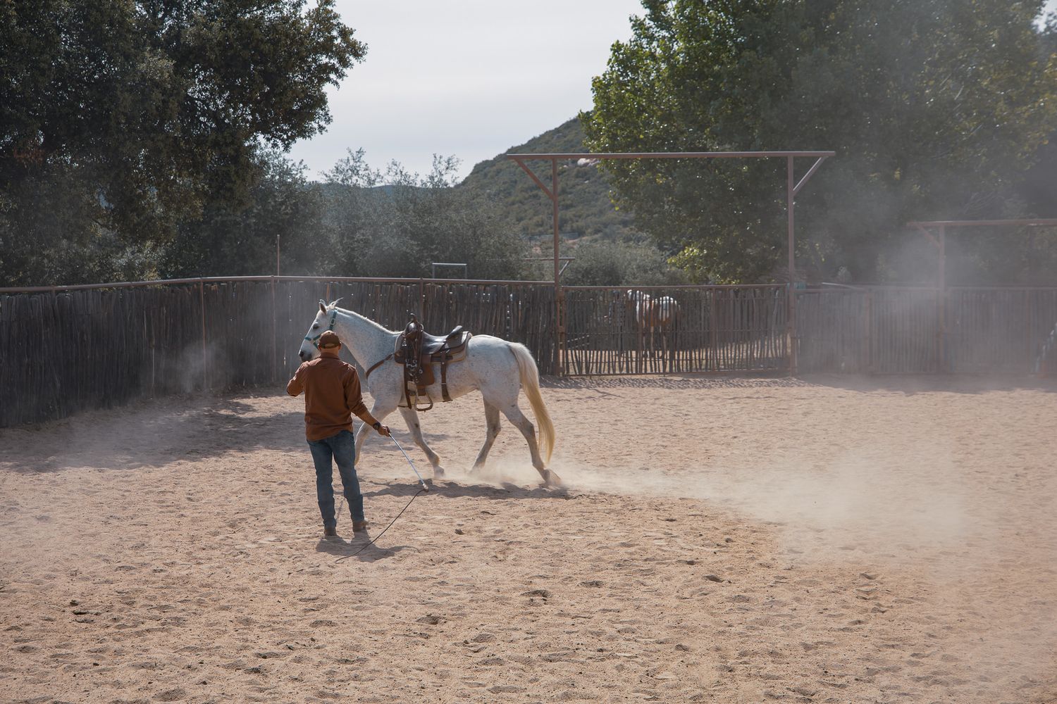 Trainer working with a white horse in a dusty round pen at an equestrian facility.