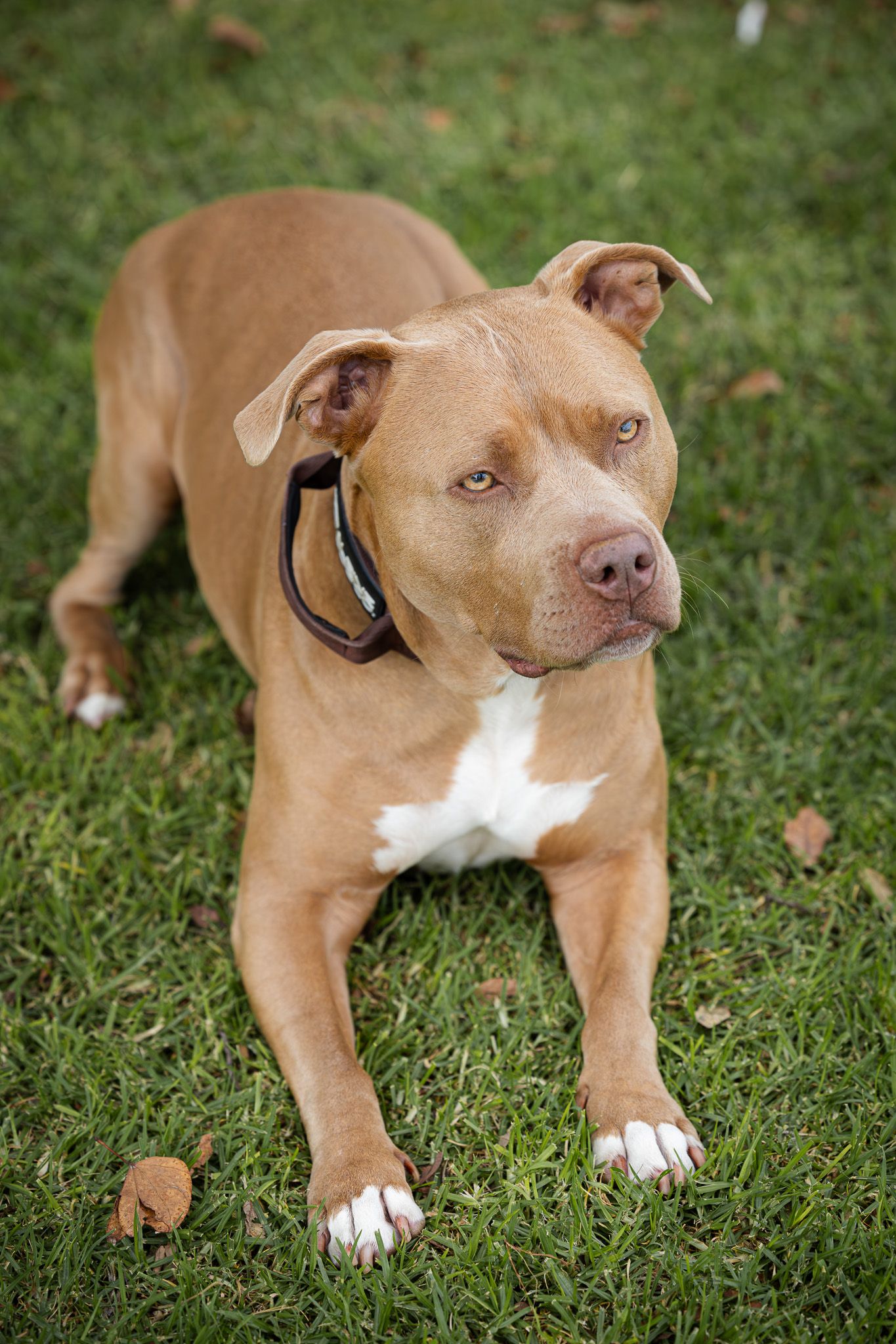Brown and white pit bull dog with black collar lying on green grass, looking alert and calm outdoors.
