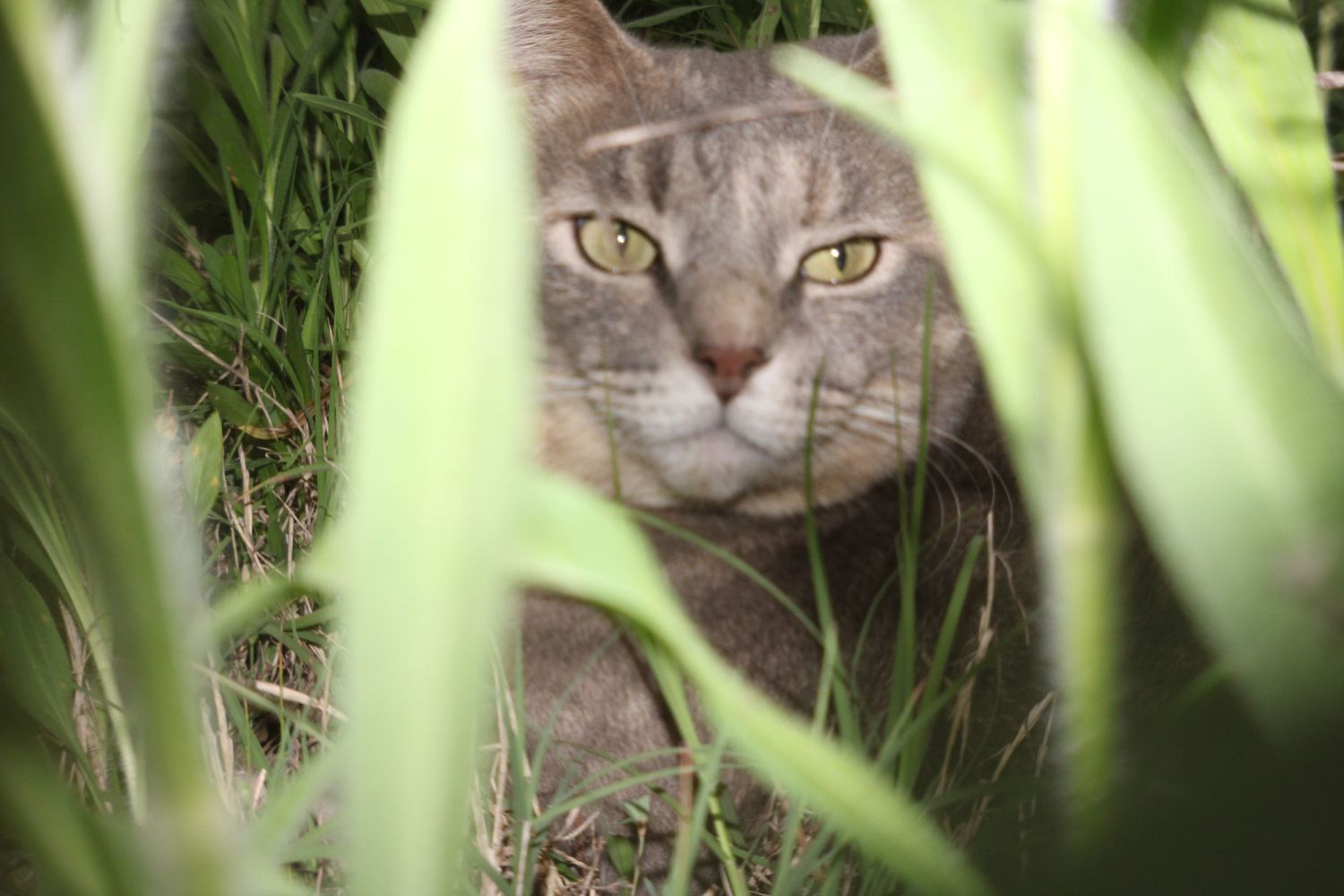Pet playing in grassy or natural setting