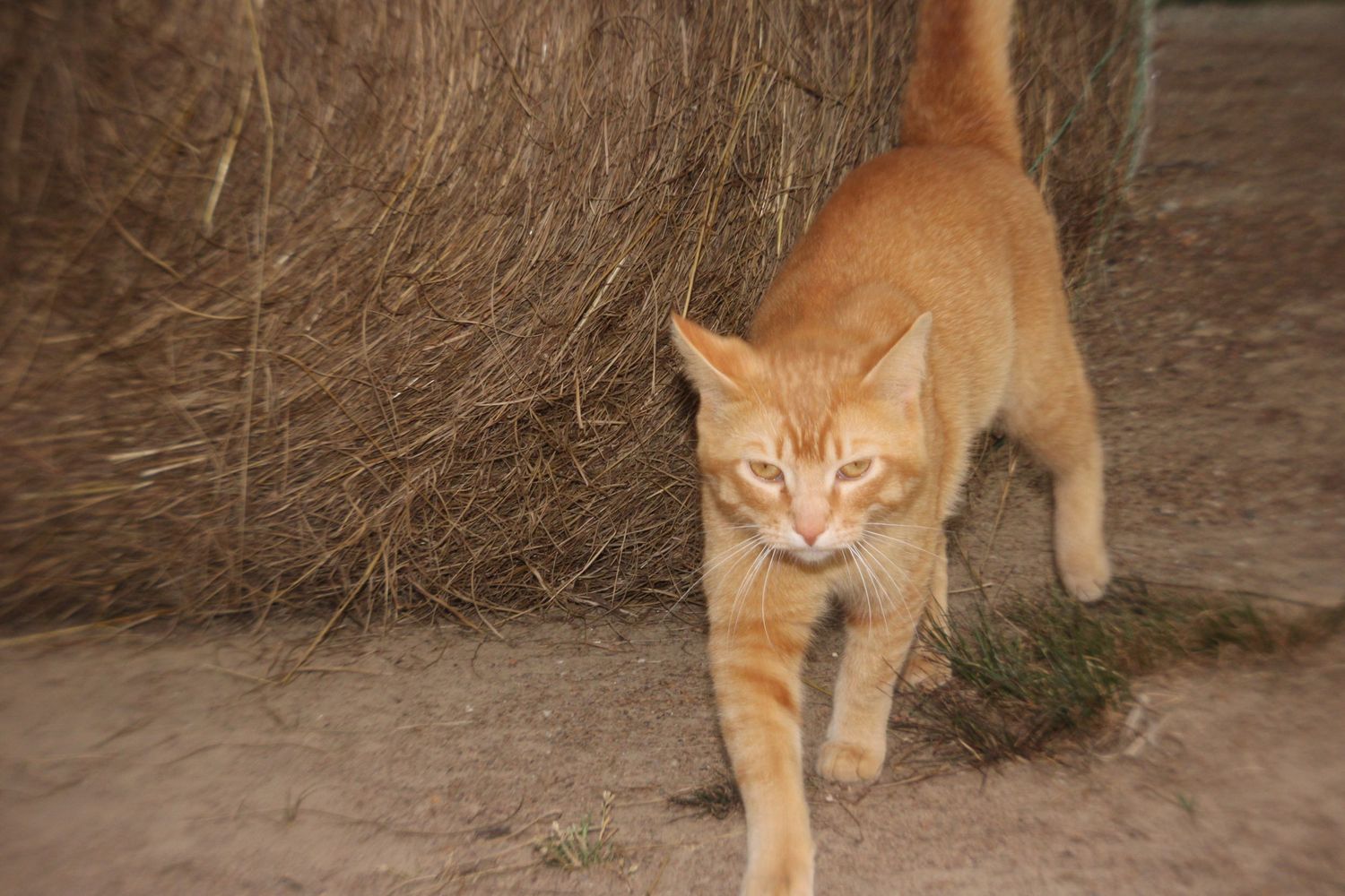 Pet exploring outdoors with natural movement