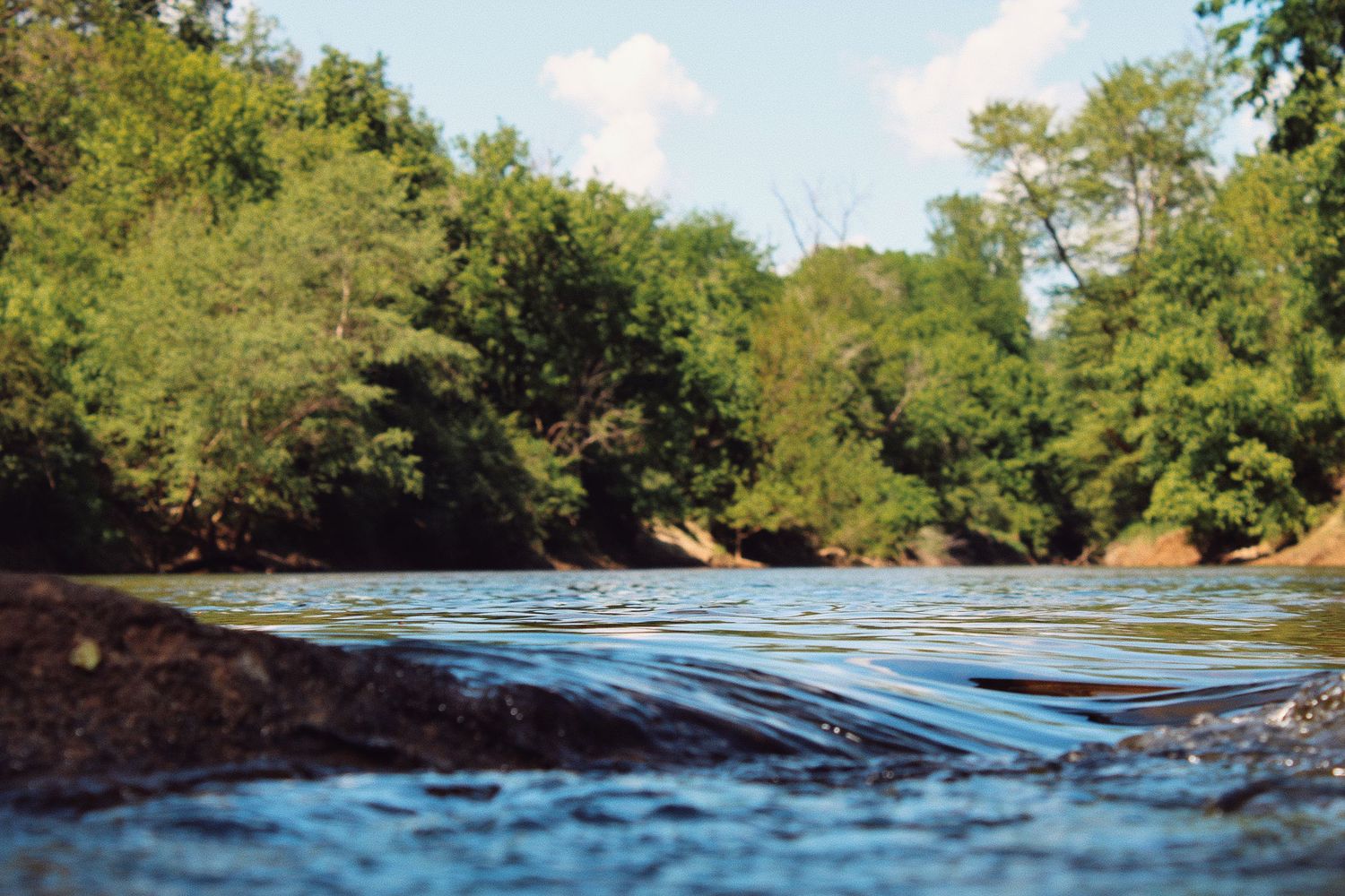 Nature-focused composition with clean framing