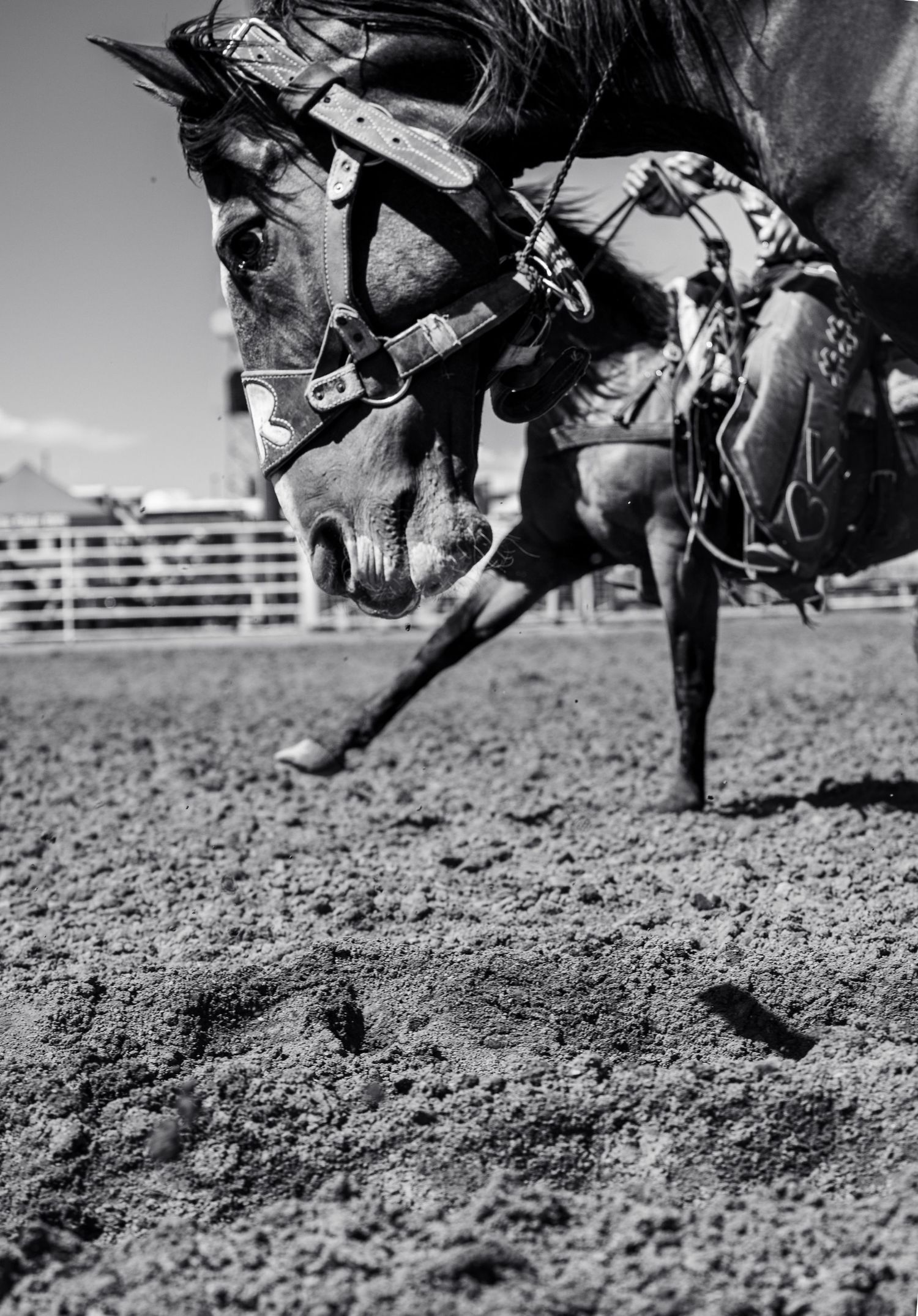 Horse at rodeo