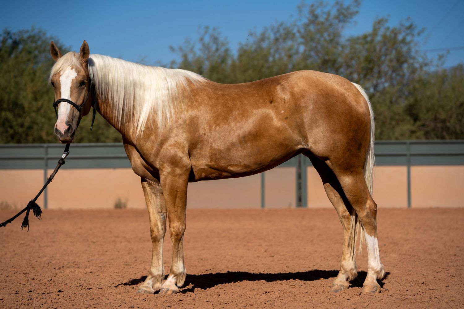 Quarter Horse standing square in the desert during sale photos, showcasing conformation and western style