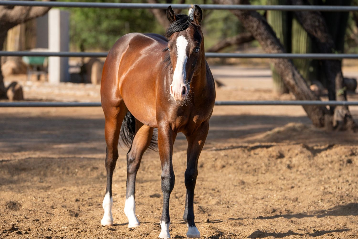 Horse standing for sale photos