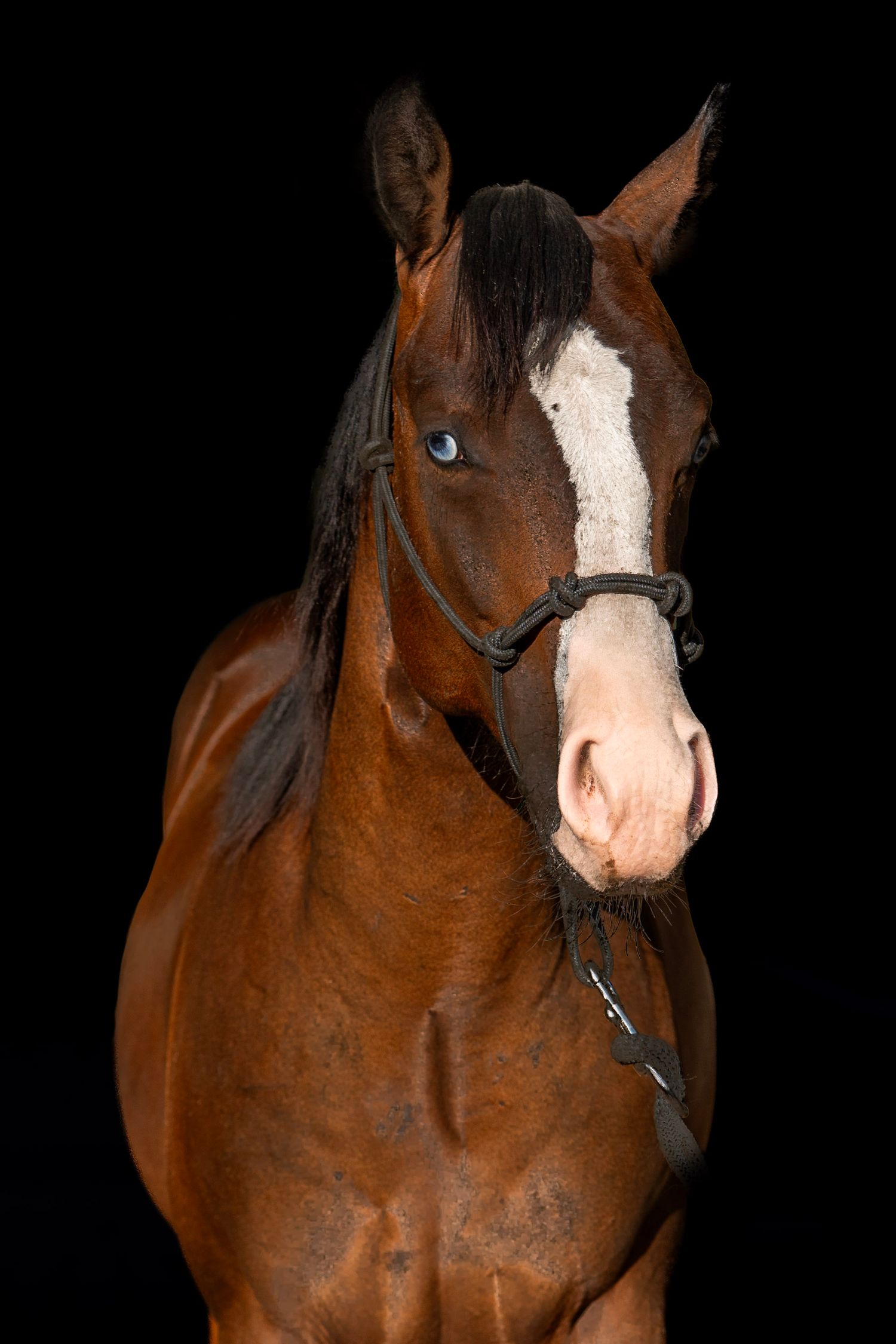 Horse standing for sale photos